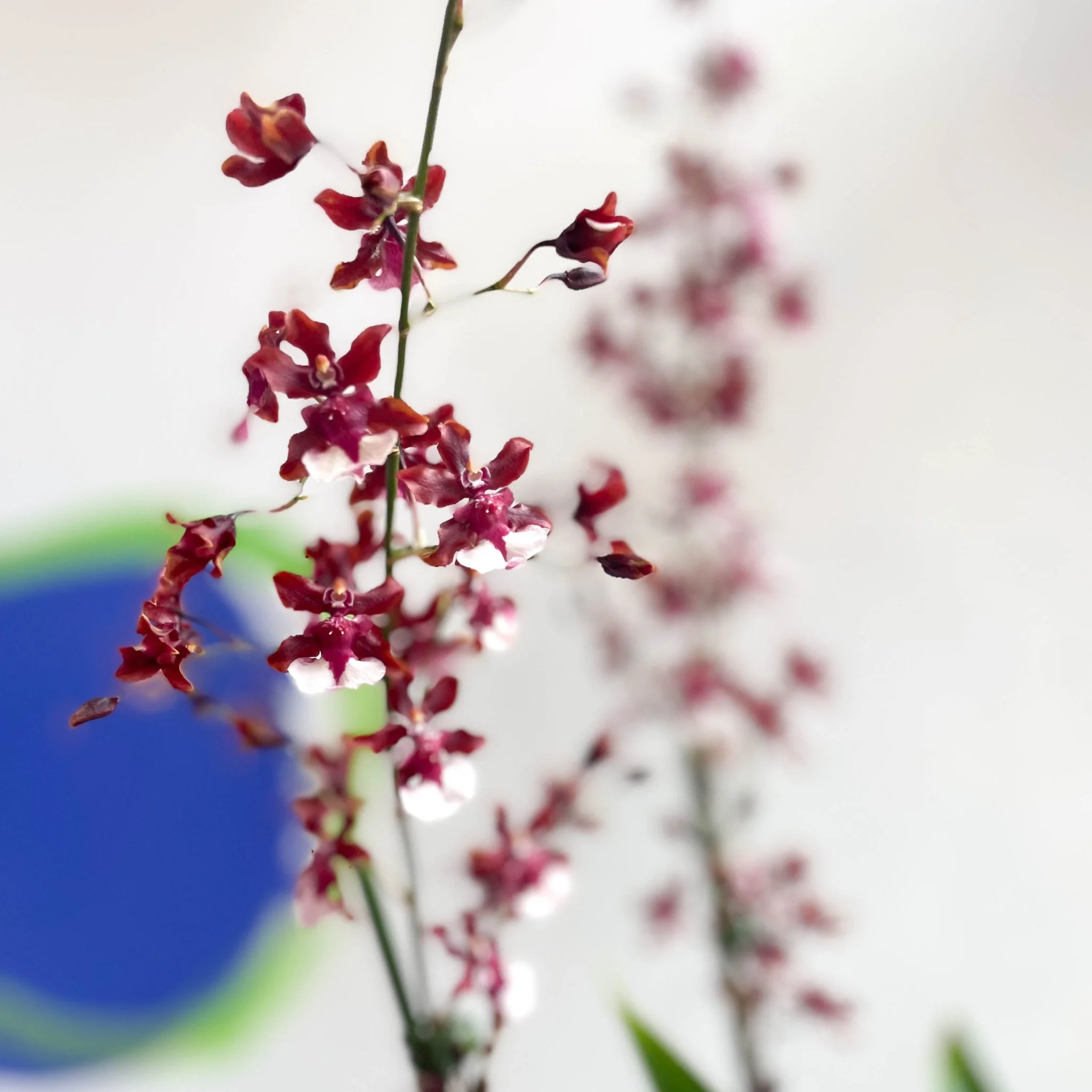 Dancing Lady Orchid - Oncidium 'Sharry Baby' - Image 5