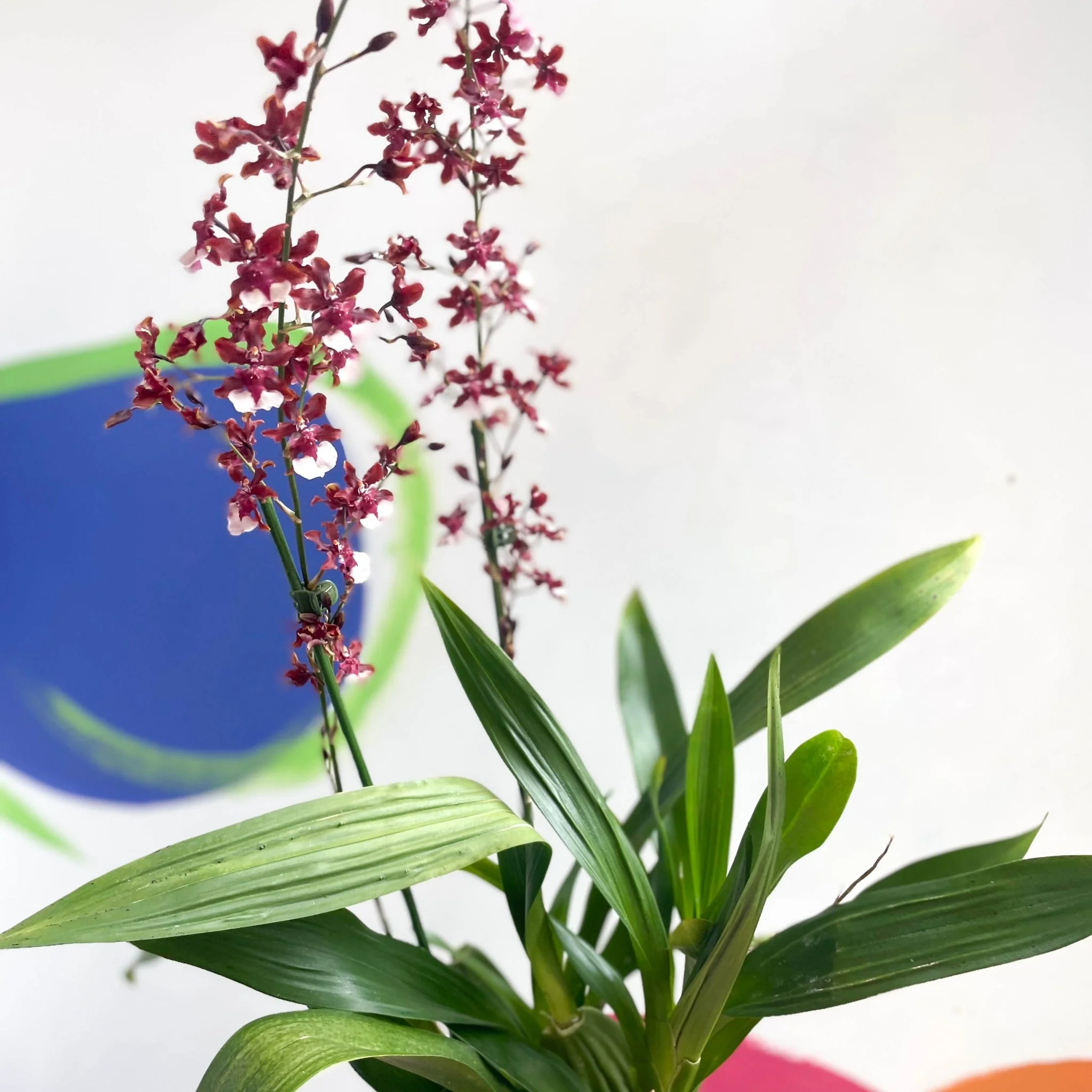 Dancing Lady Orchid - Oncidium 'Sharry Baby' - Image 6