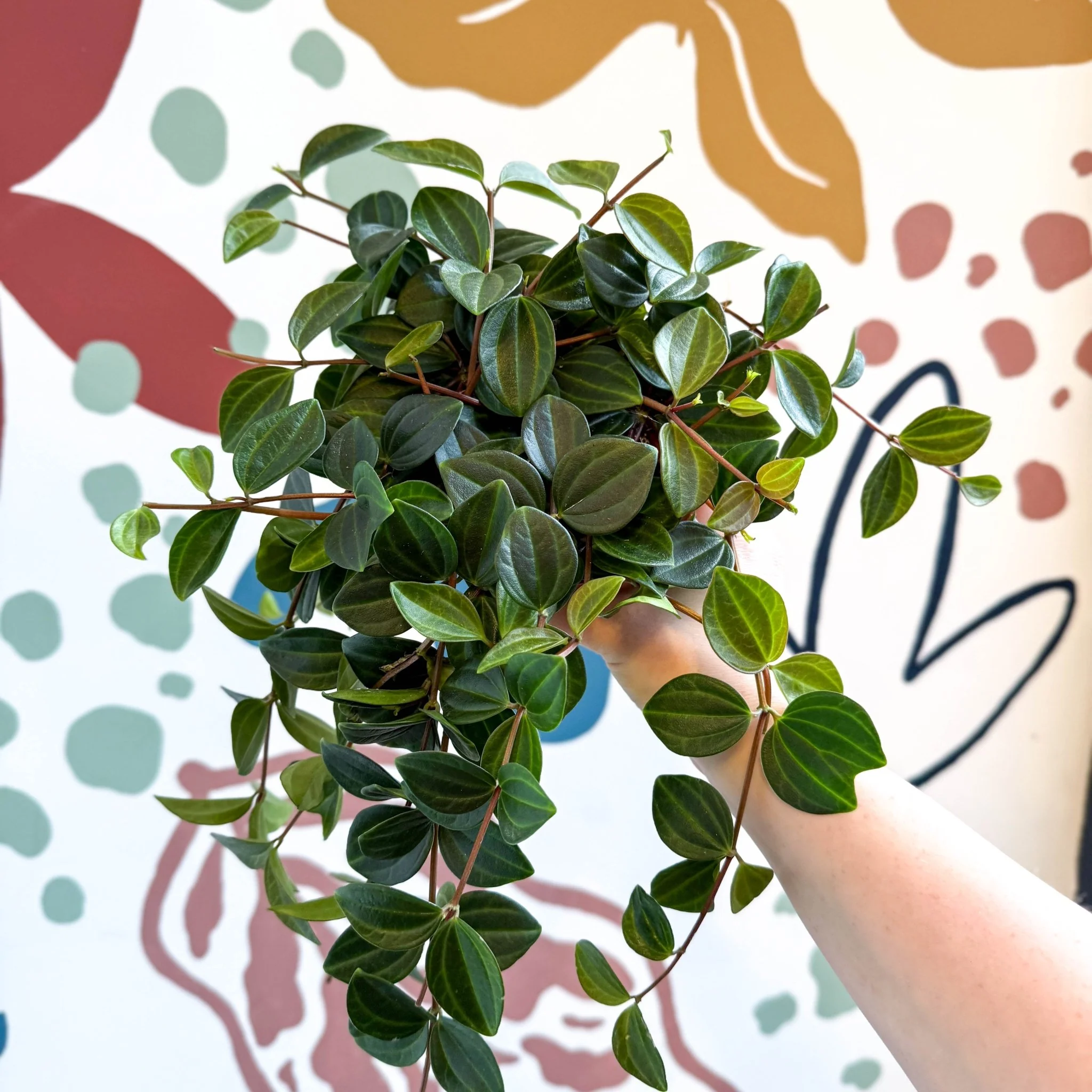 Peperomia angulata ‘Rocca Scuro’ - Dark Green Beetle Radiator Plant