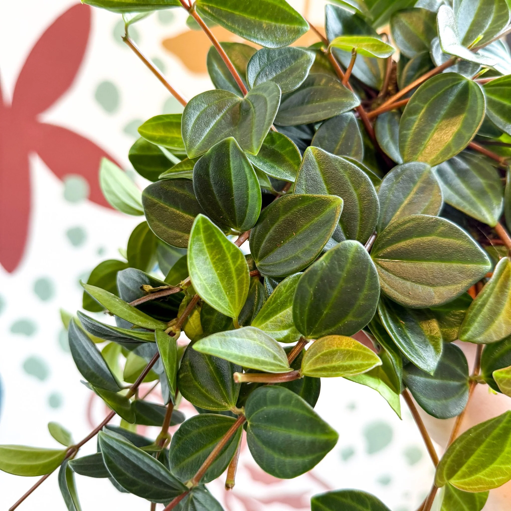 Peperomia angulata ‘Rocca Scuro’ - Dark Green Beetle Radiator Plant - Image 10
