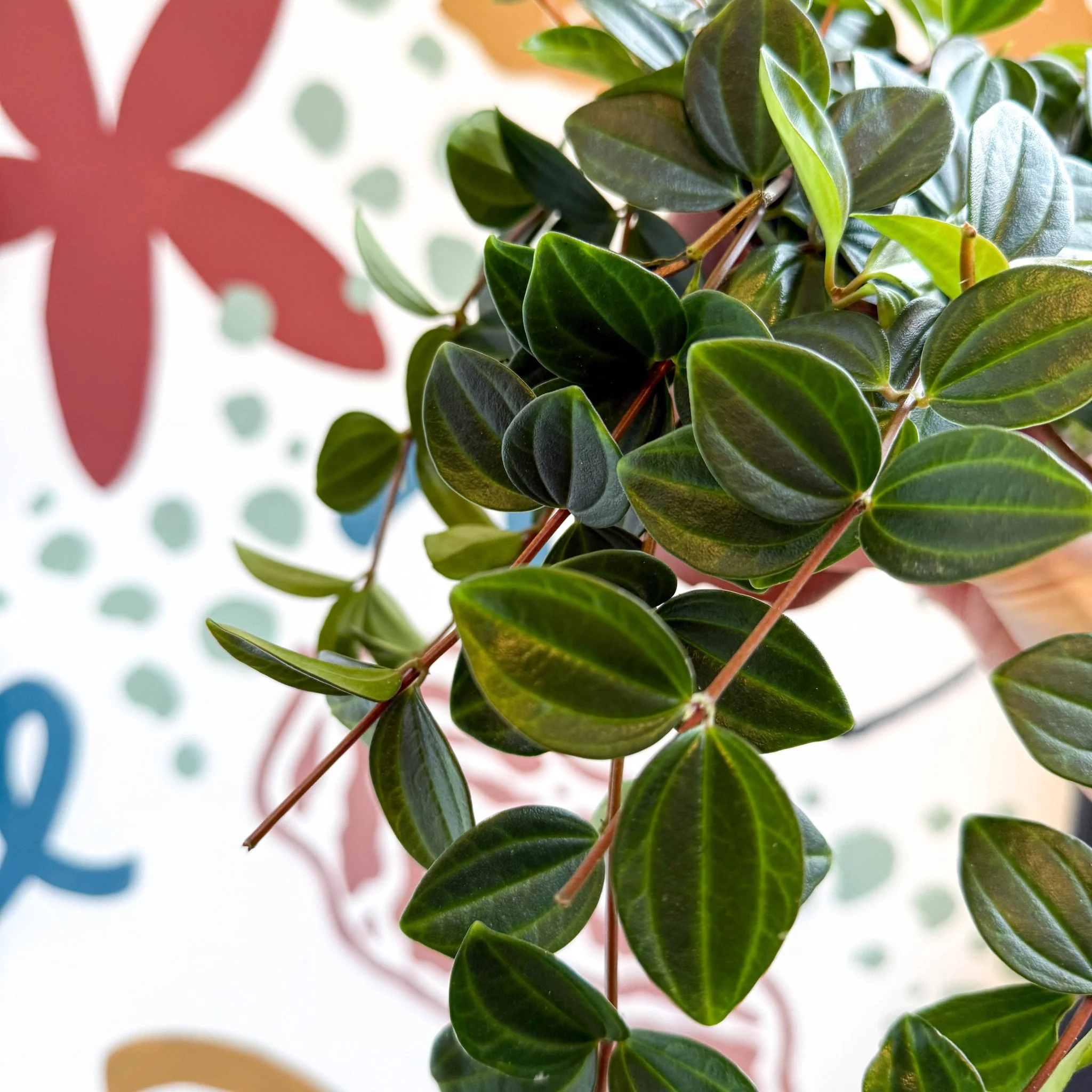 Peperomia angulata ‘Rocca Scuro’ - Dark Green Beetle Radiator Plant - Image 12