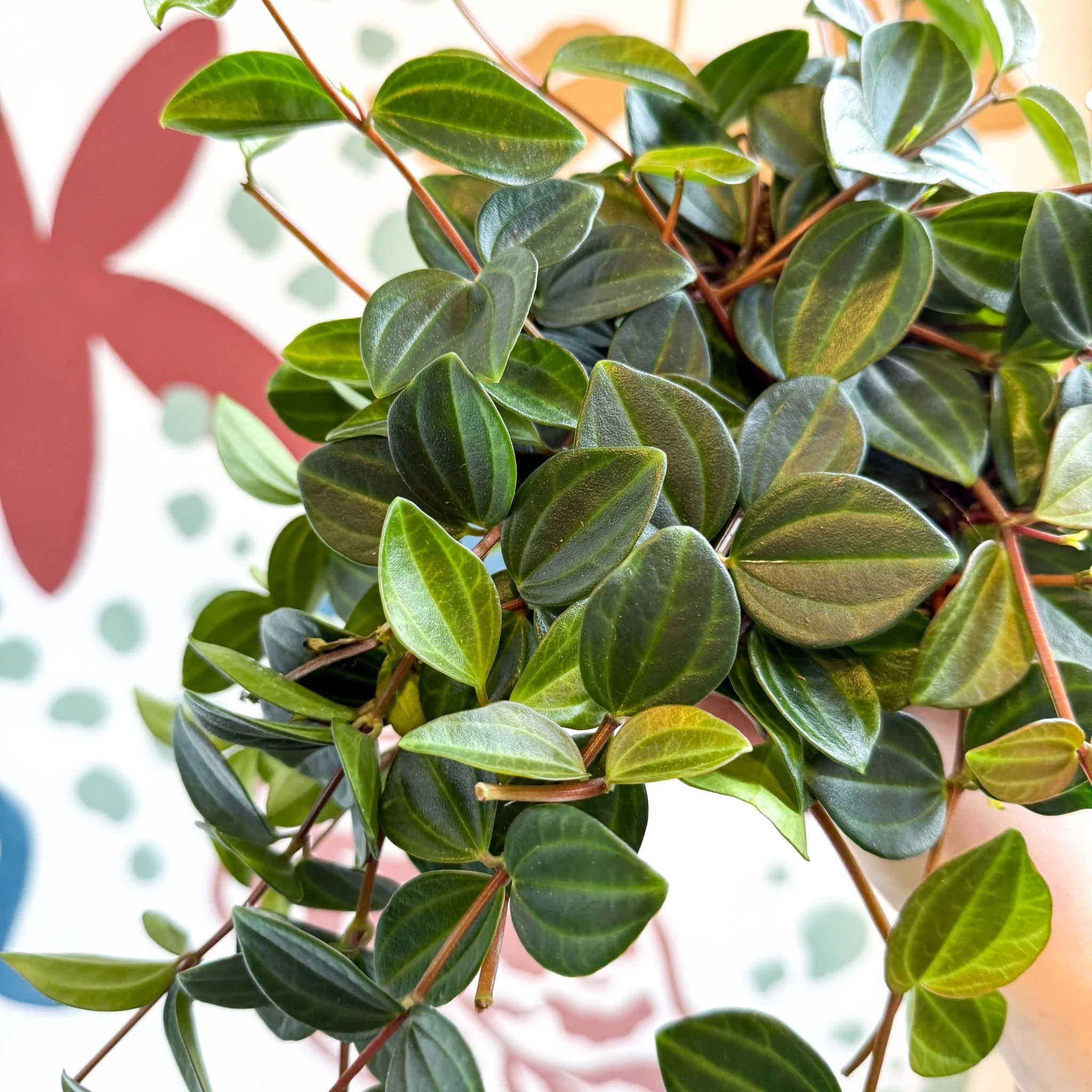 Peperomia angulata ‘Rocca Scuro’ - Dark Green Beetle Radiator Plant - Image 14
