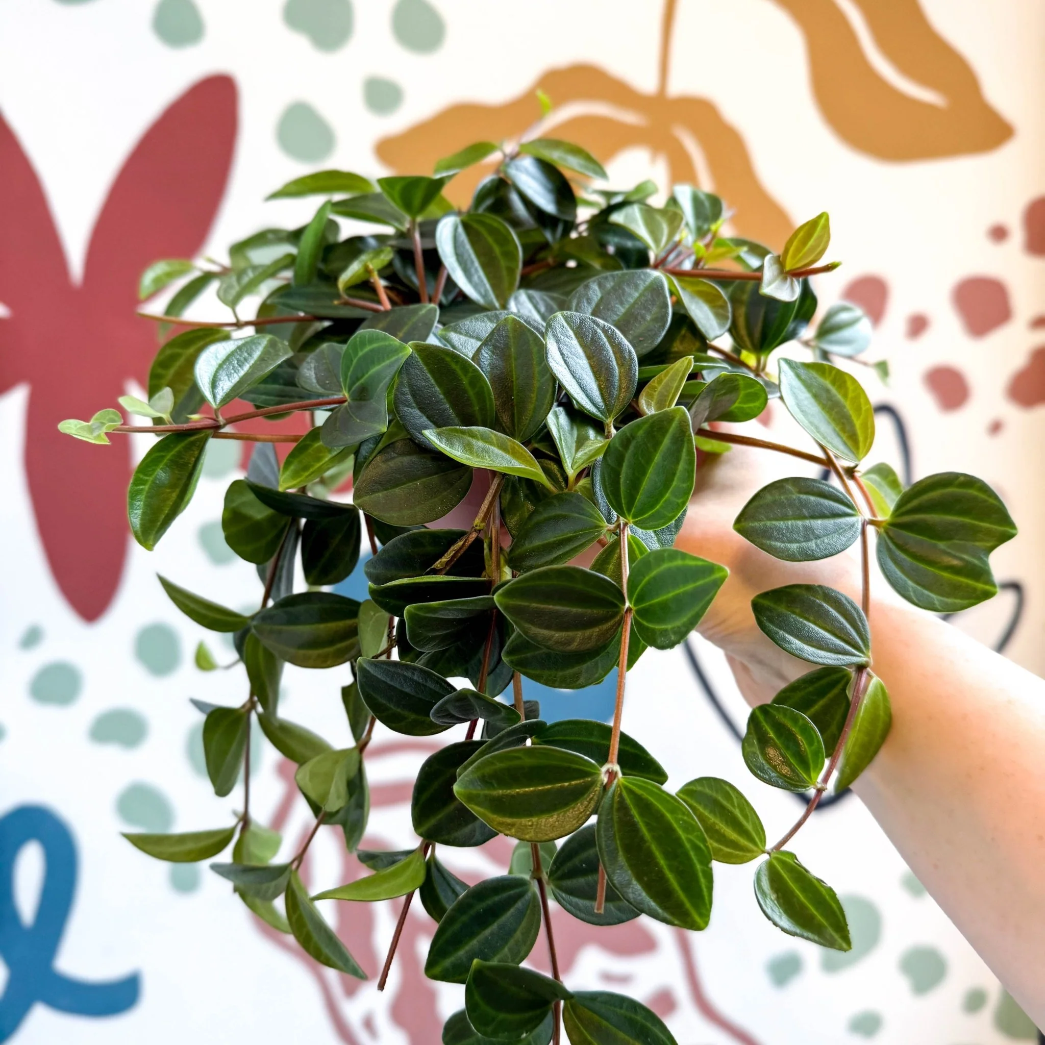 Peperomia angulata ‘Rocca Scuro’ - Dark Green Beetle Radiator Plant - Image 2