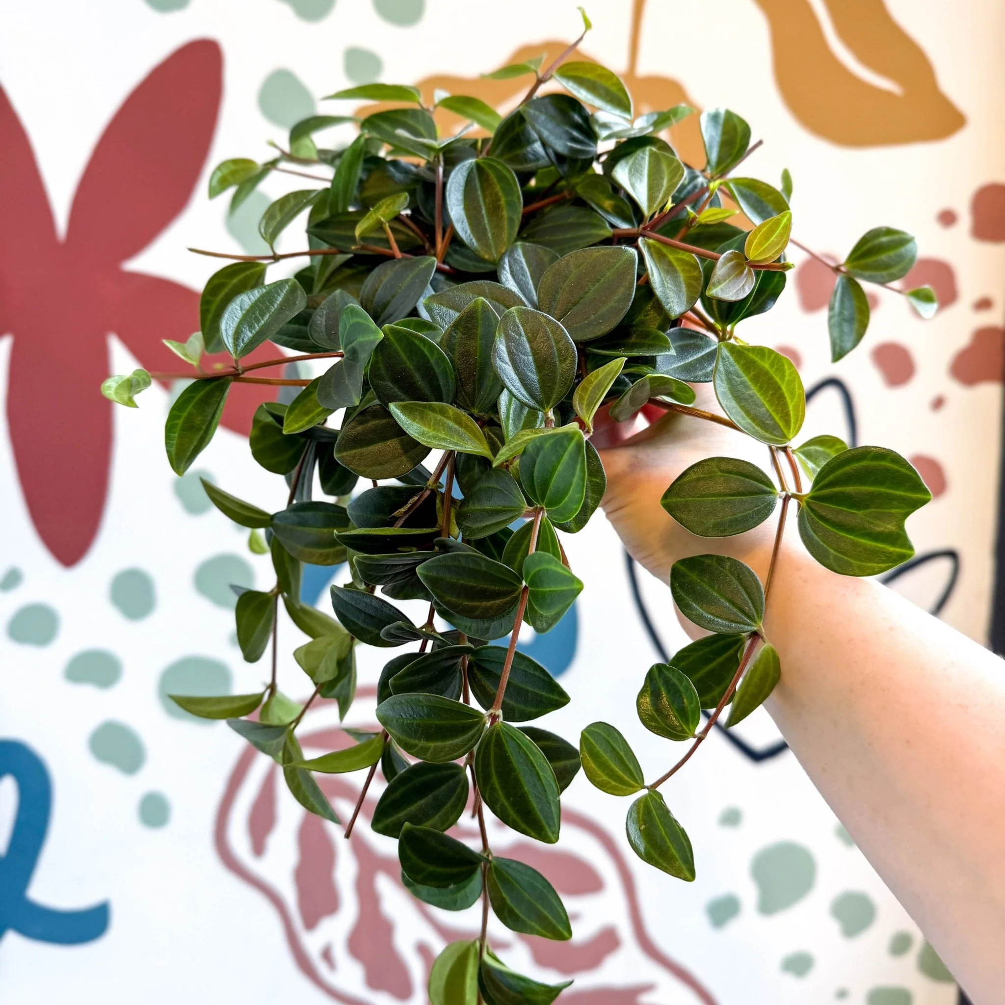 Peperomia angulata ‘Rocca Scuro’ - Dark Green Beetle Radiator Plant - Image 3