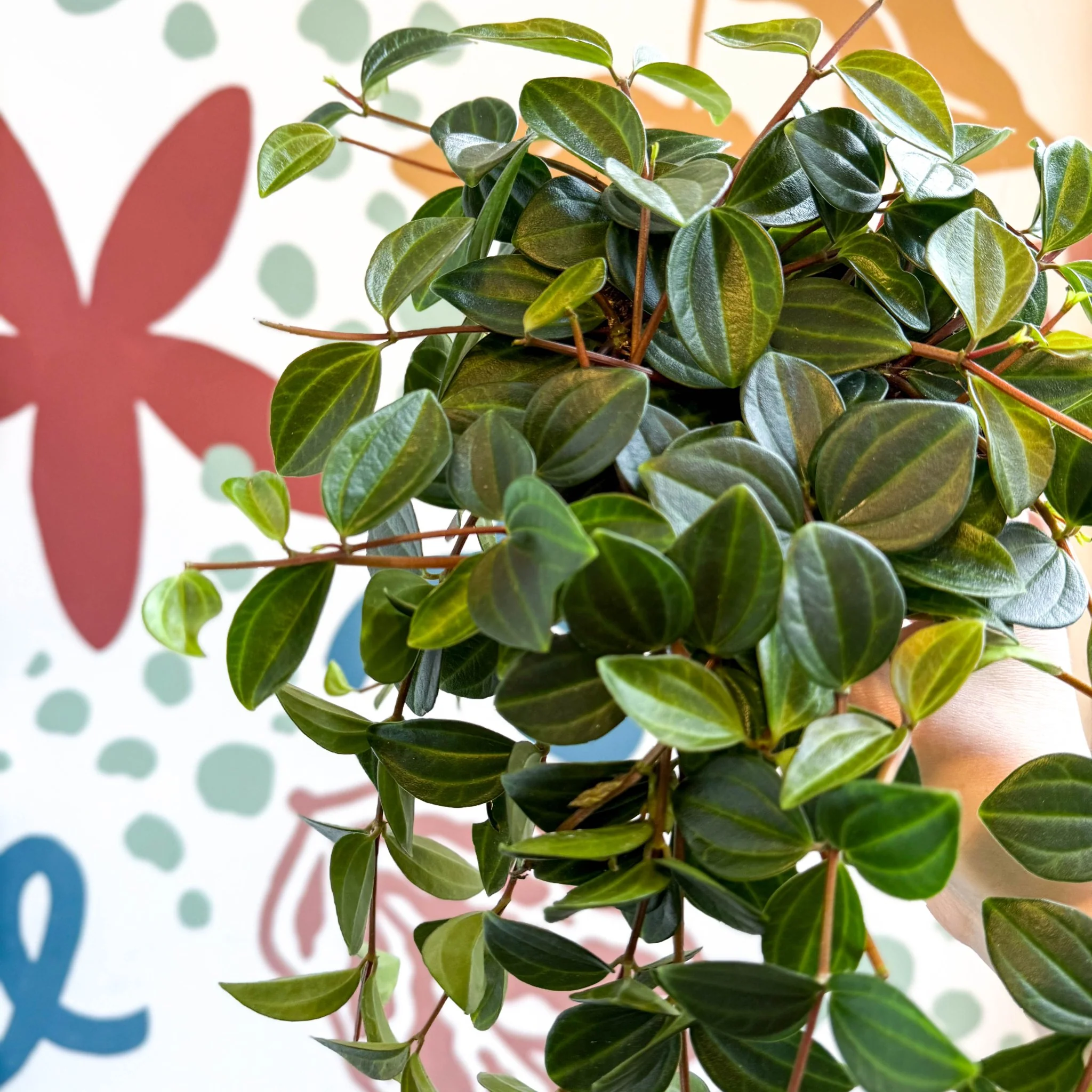 Peperomia angulata ‘Rocca Scuro’ - Dark Green Beetle Radiator Plant - Image 4