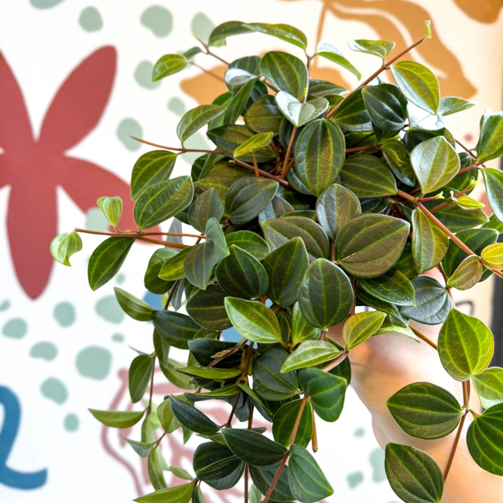 Peperomia angulata ‘Rocca Scuro’ - Dark Green Beetle Radiator Plant - Image 5