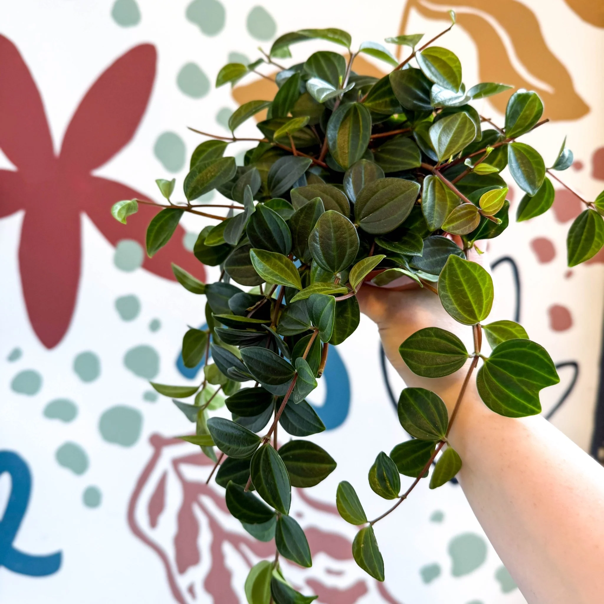 Peperomia angulata ‘Rocca Scuro’ - Dark Green Beetle Radiator Plant - Image 6