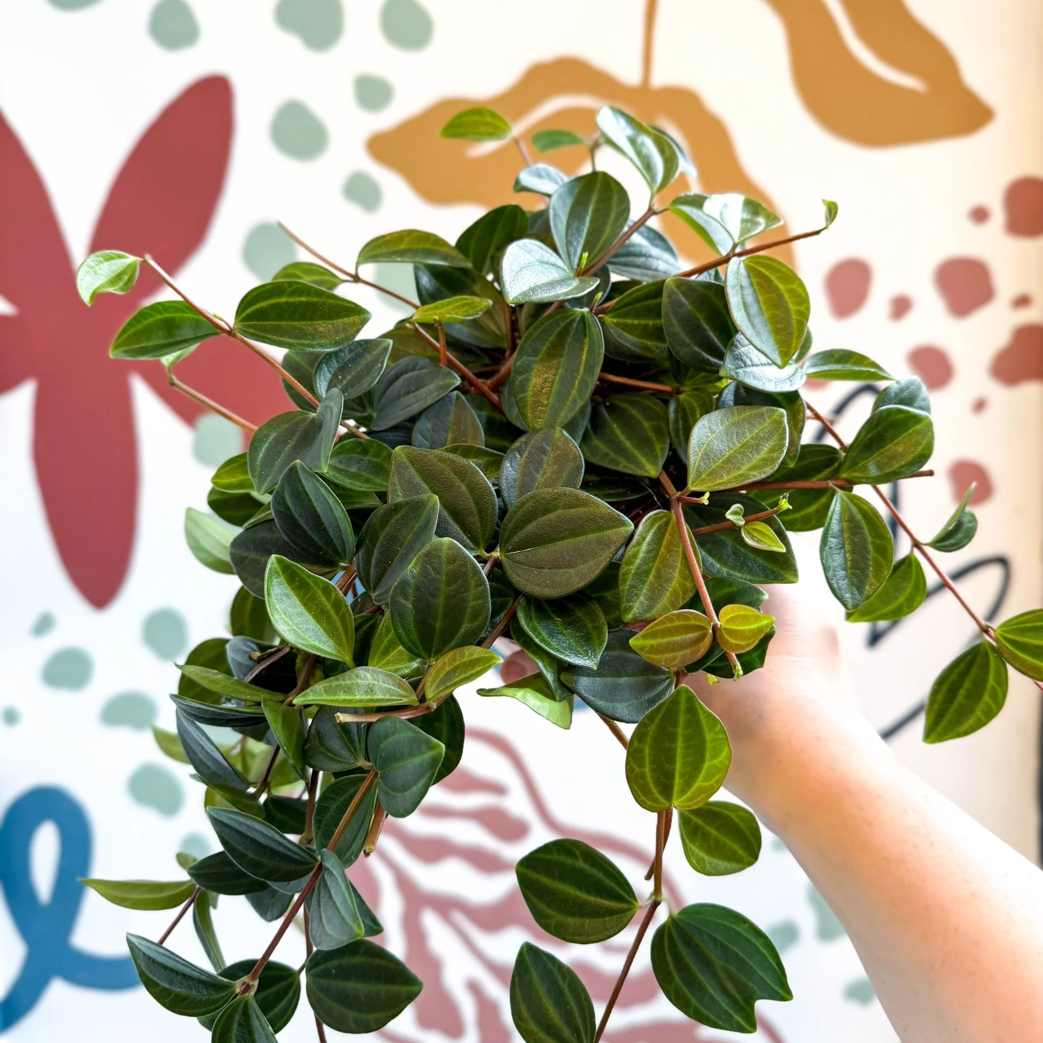 Peperomia angulata ‘Rocca Scuro’ - Dark Green Beetle Radiator Plant - Image 8