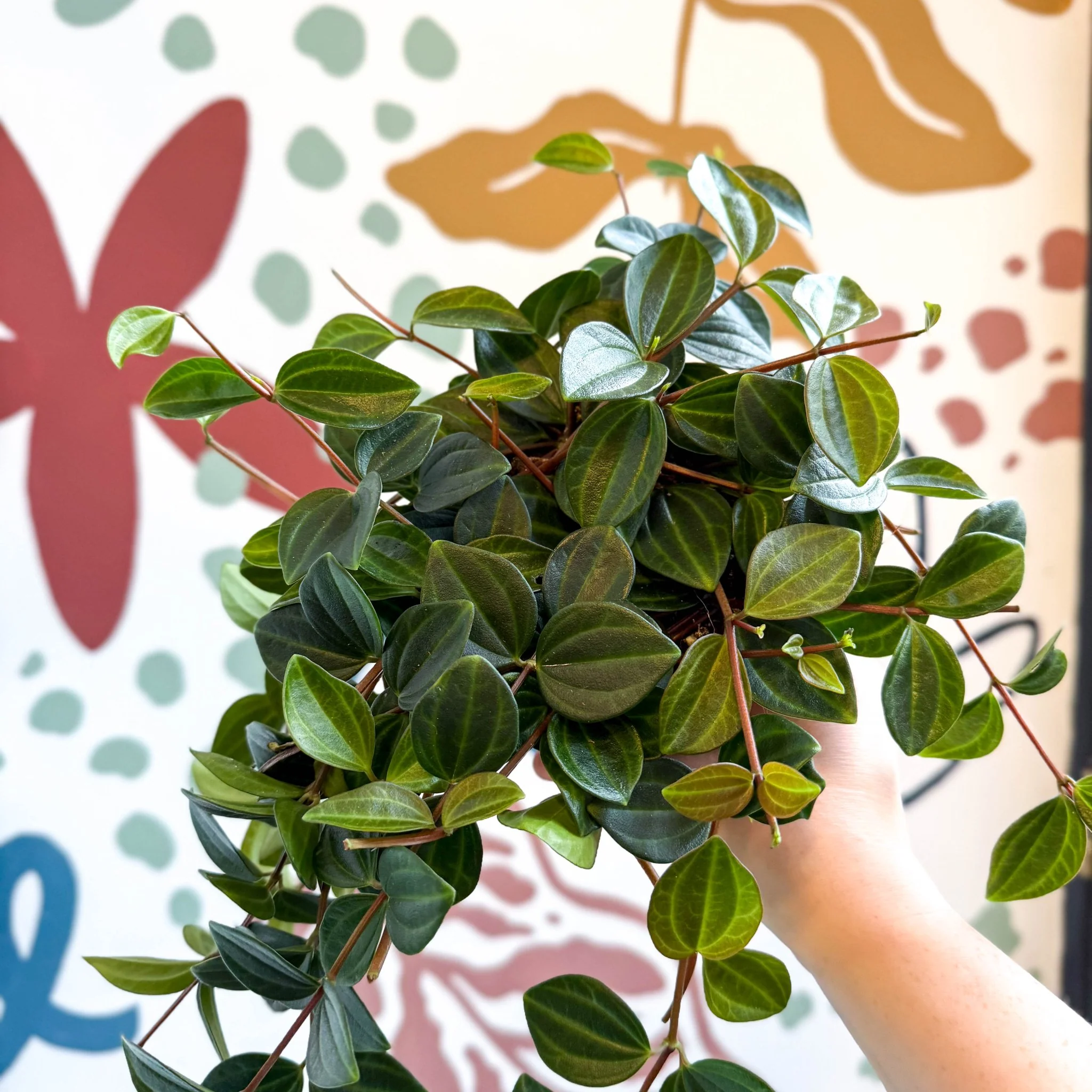 Peperomia angulata ‘Rocca Scuro’ - Dark Green Beetle Radiator Plant - Image 9