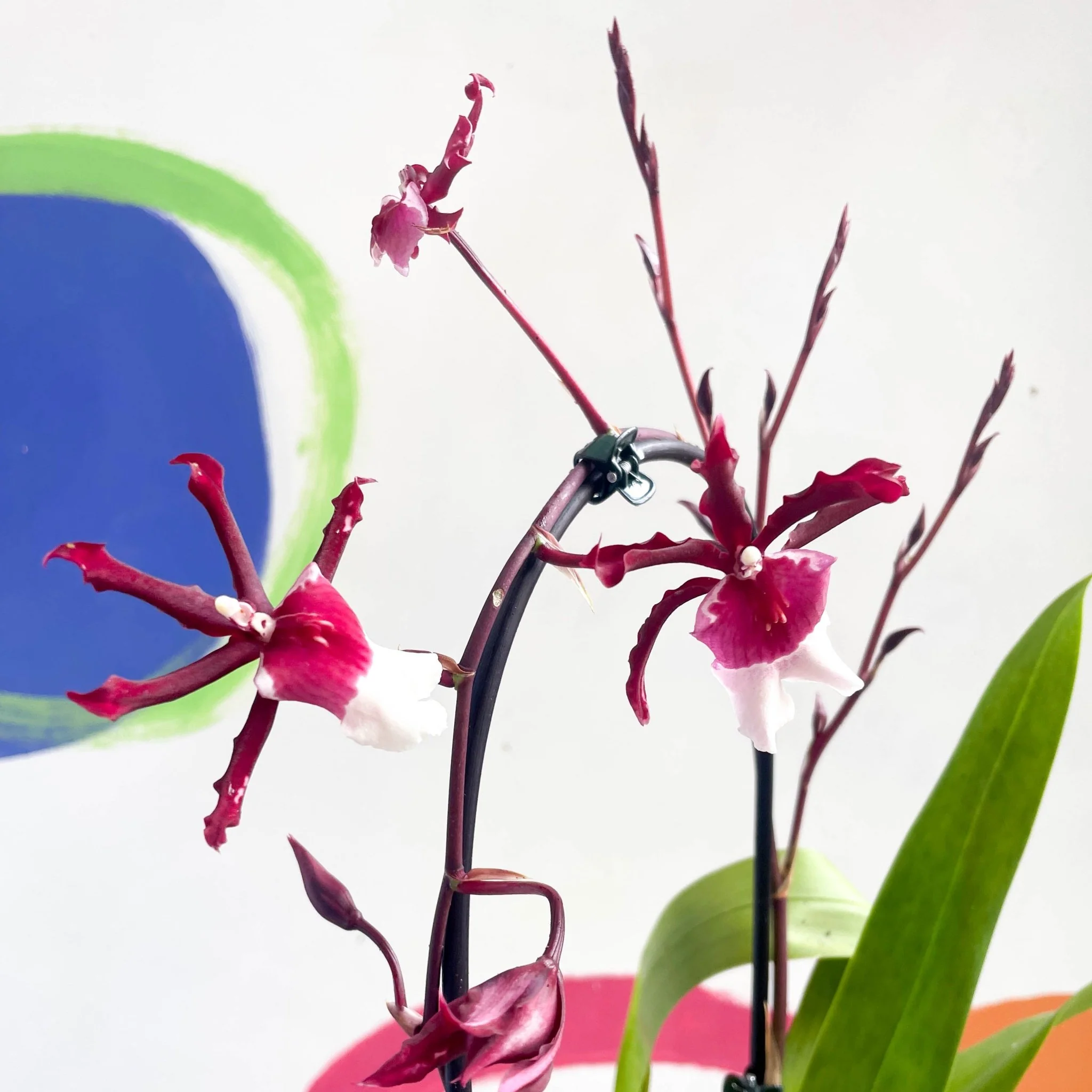 xColmanara - Dark Red & White Cambria Orchid