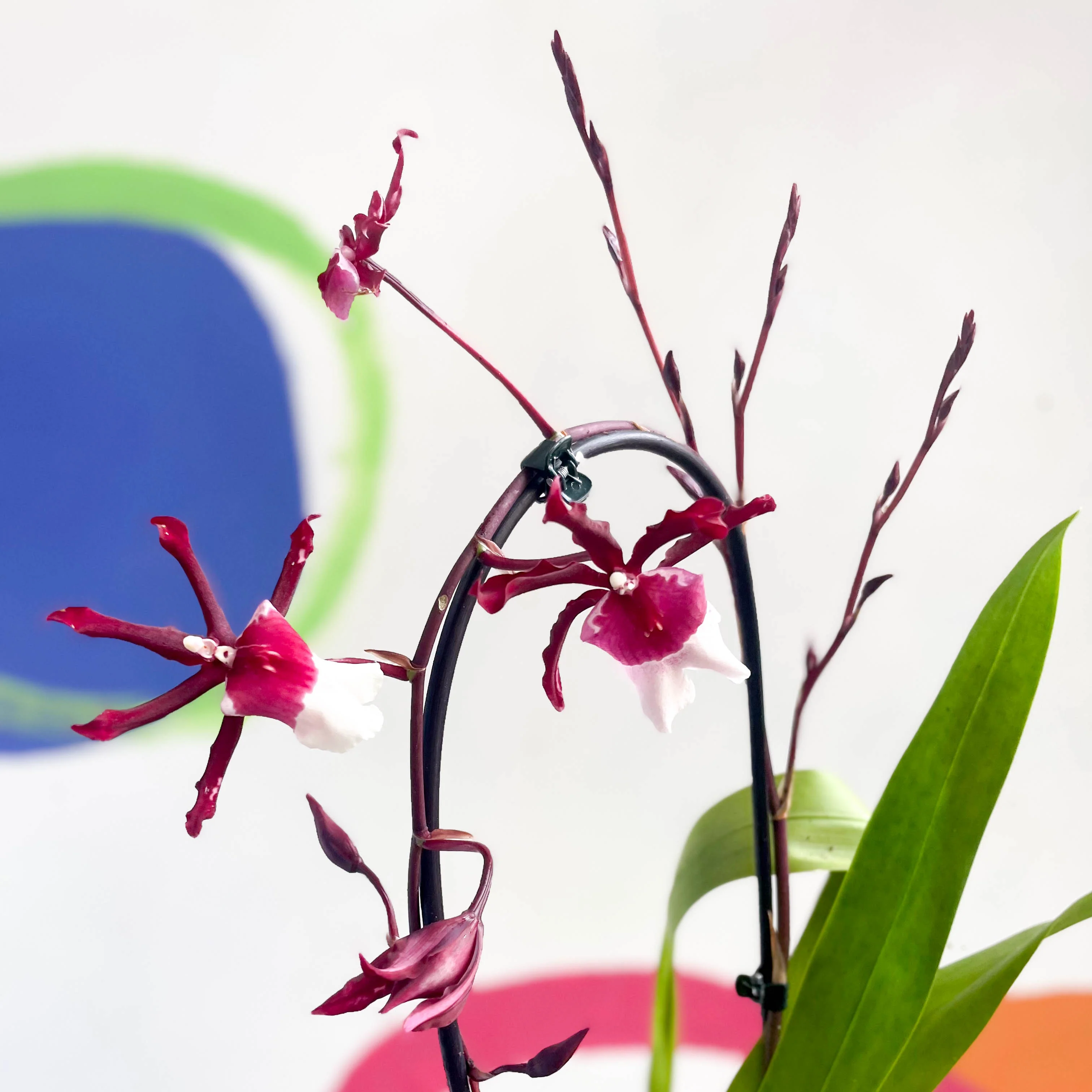 xColmanara - Dark Red & White Cambria Orchid - Image 4