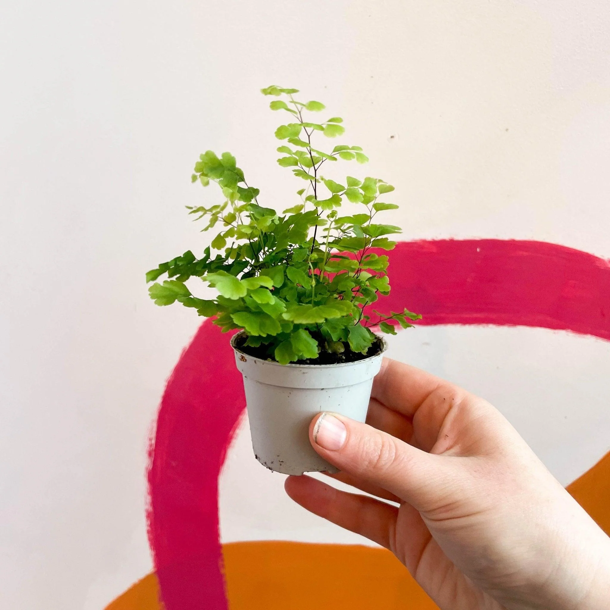Adiantum raddianum 'Fritz Lüthi' - Delta Maidenhair Fern - Image 3