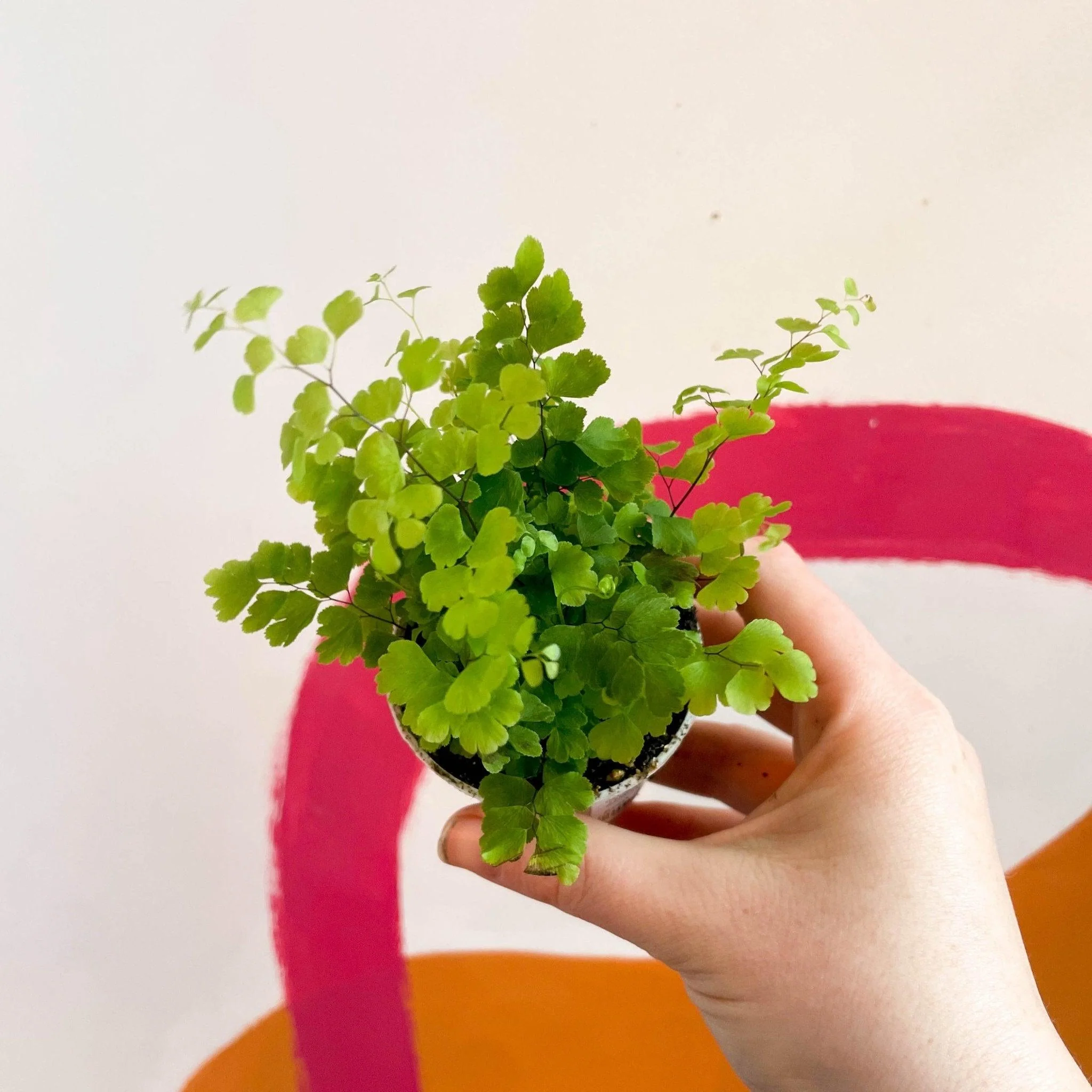 Adiantum raddianum 'Fritz Lüthi' - Delta Maidenhair Fern - Image 4