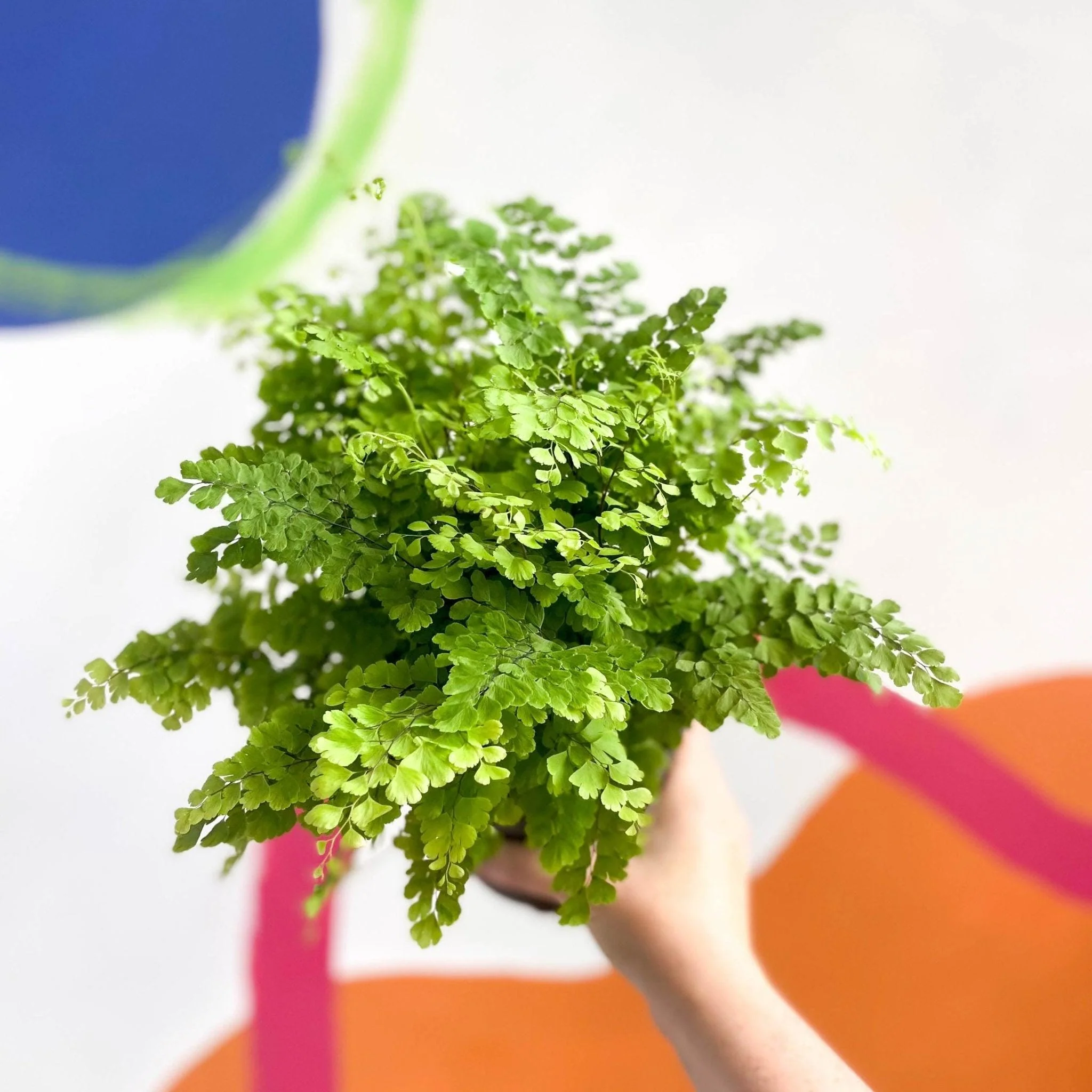 Adiantum raddianum 'Fritz Lüthi' - Delta Maidenhair Fern - Image 5