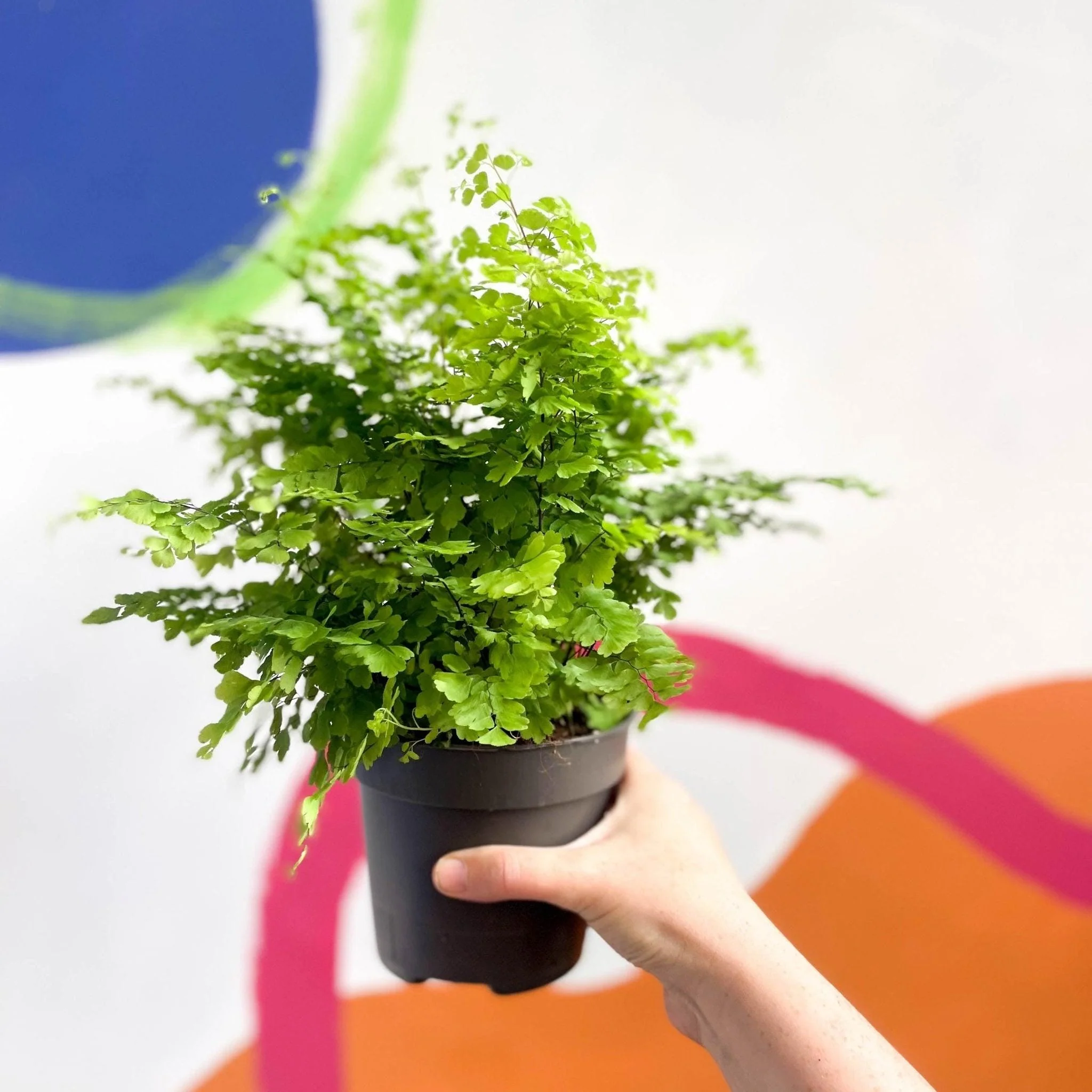 Adiantum raddianum 'Fritz Lüthi' - Delta Maidenhair Fern - Image 6