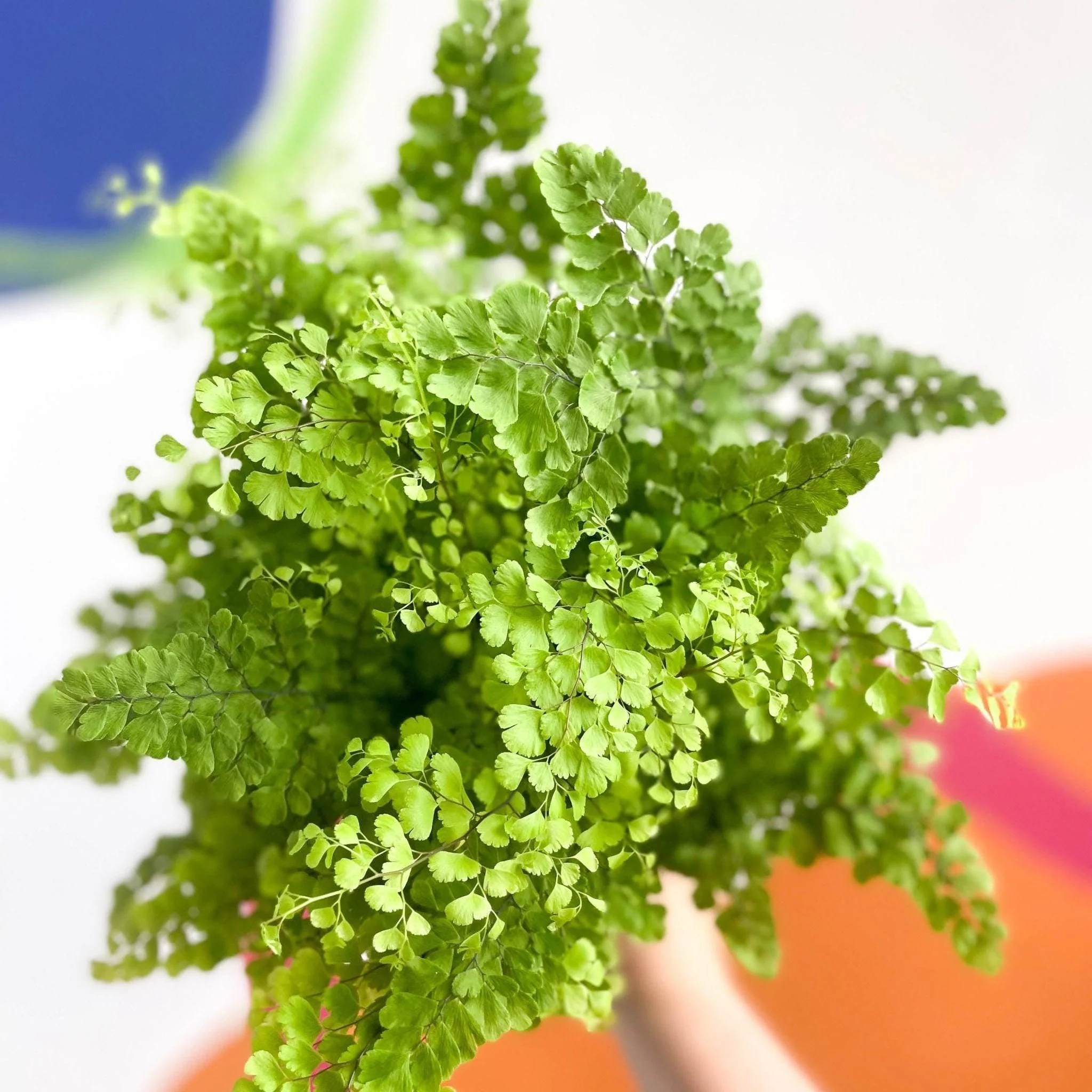 Adiantum raddianum 'Fritz Lüthi' - Delta Maidenhair Fern - Image 7