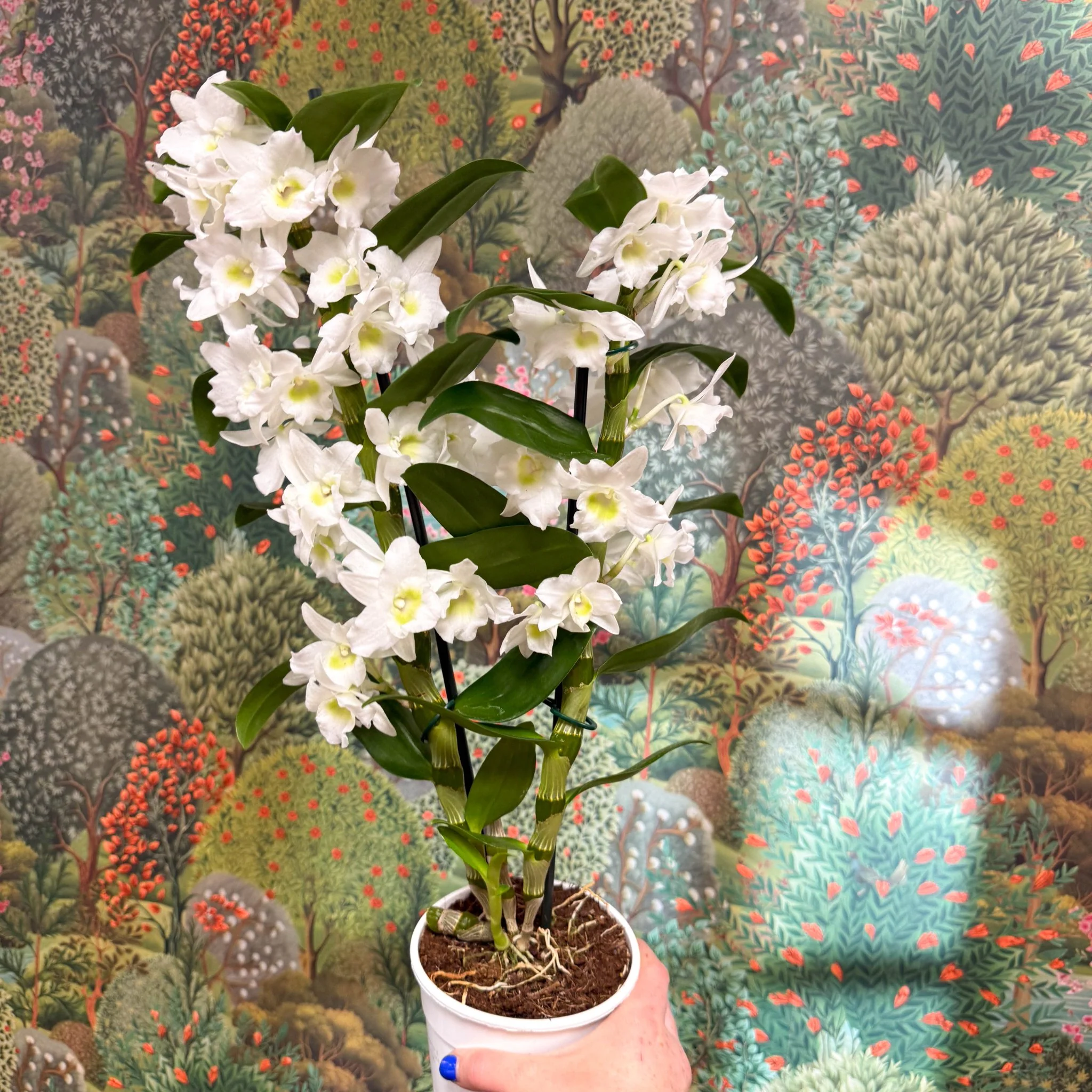Dendrobium nobile - Noble Orchid - Image 3