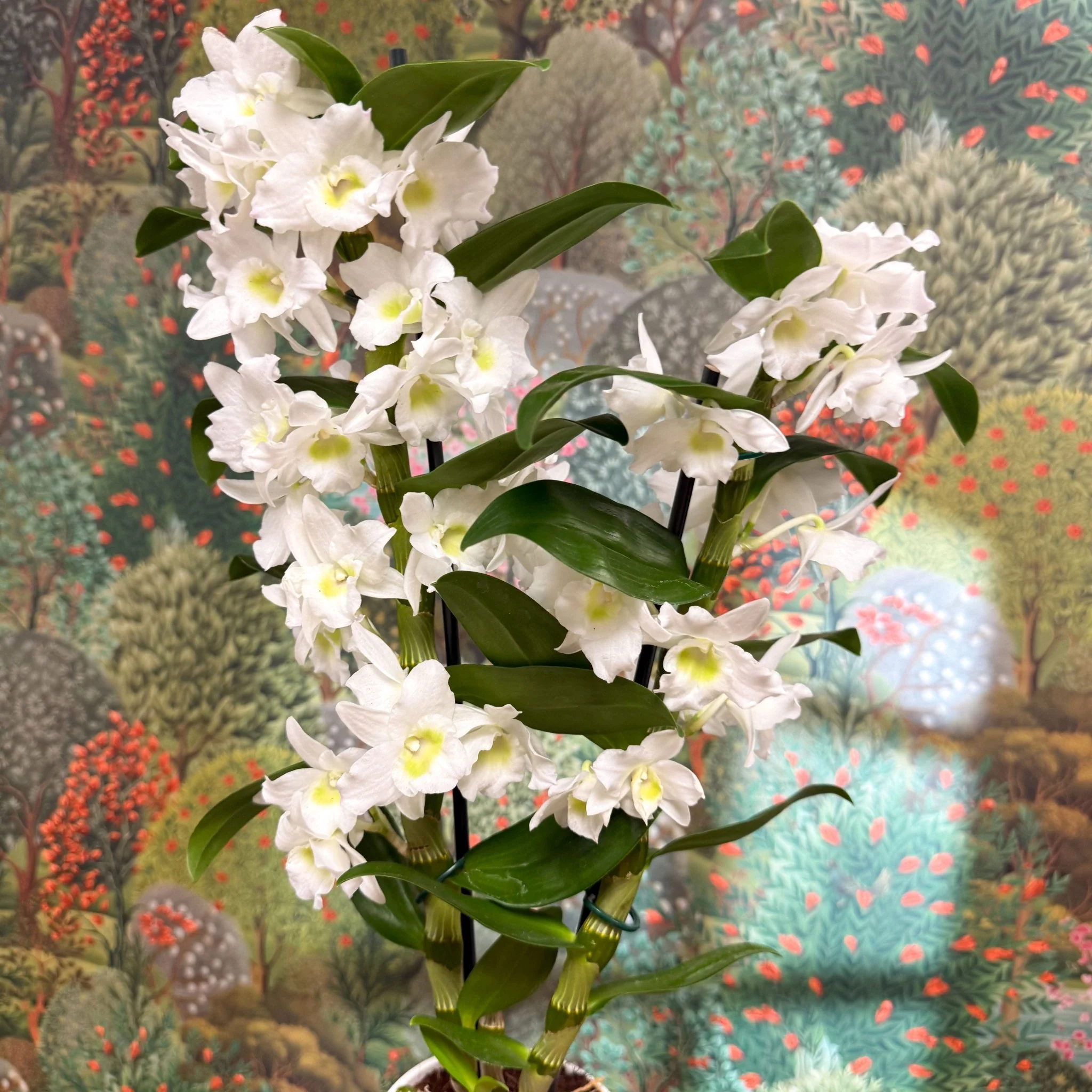 Dendrobium nobile - Noble Orchid - Image 4