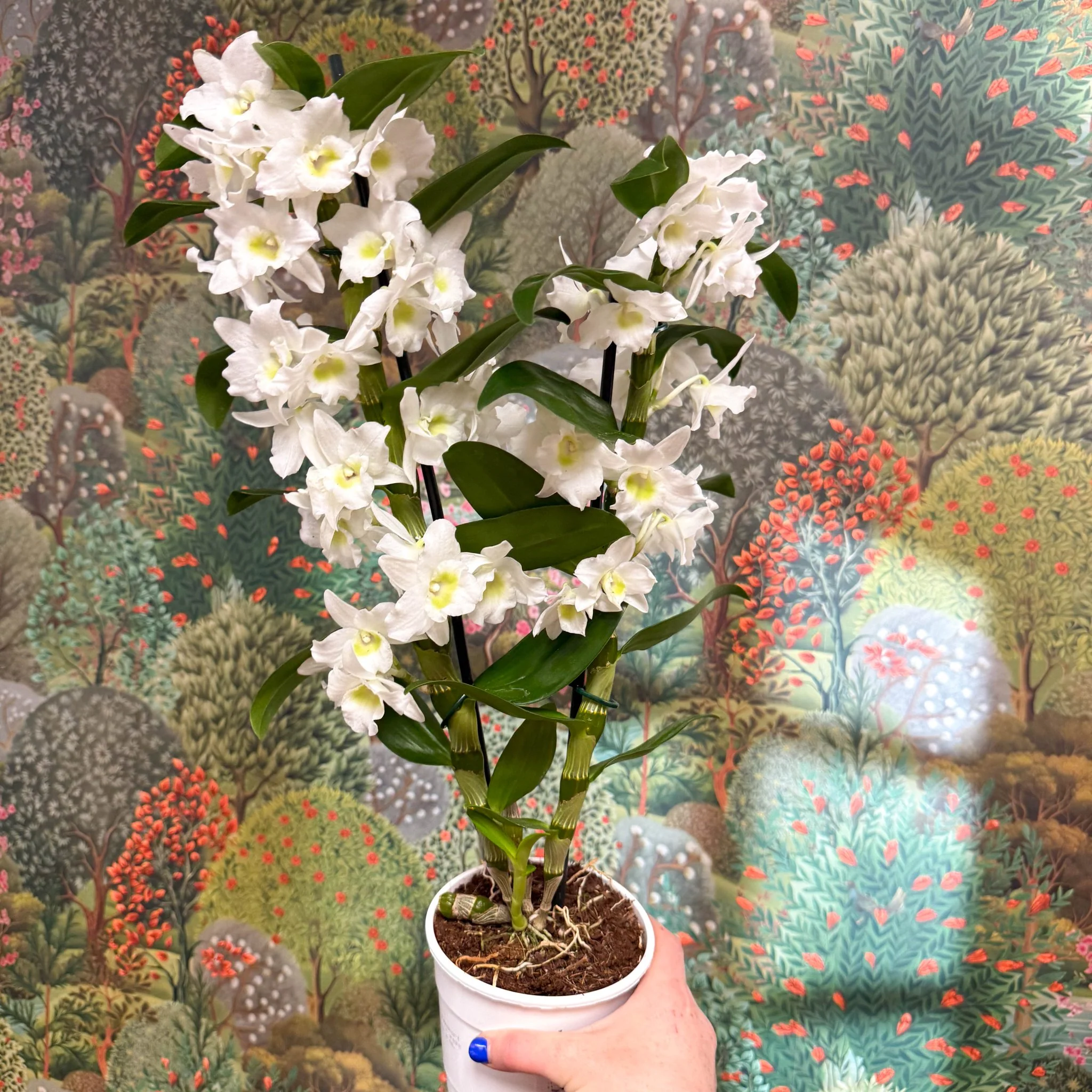 Dendrobium nobile - Noble Orchid - Image 5