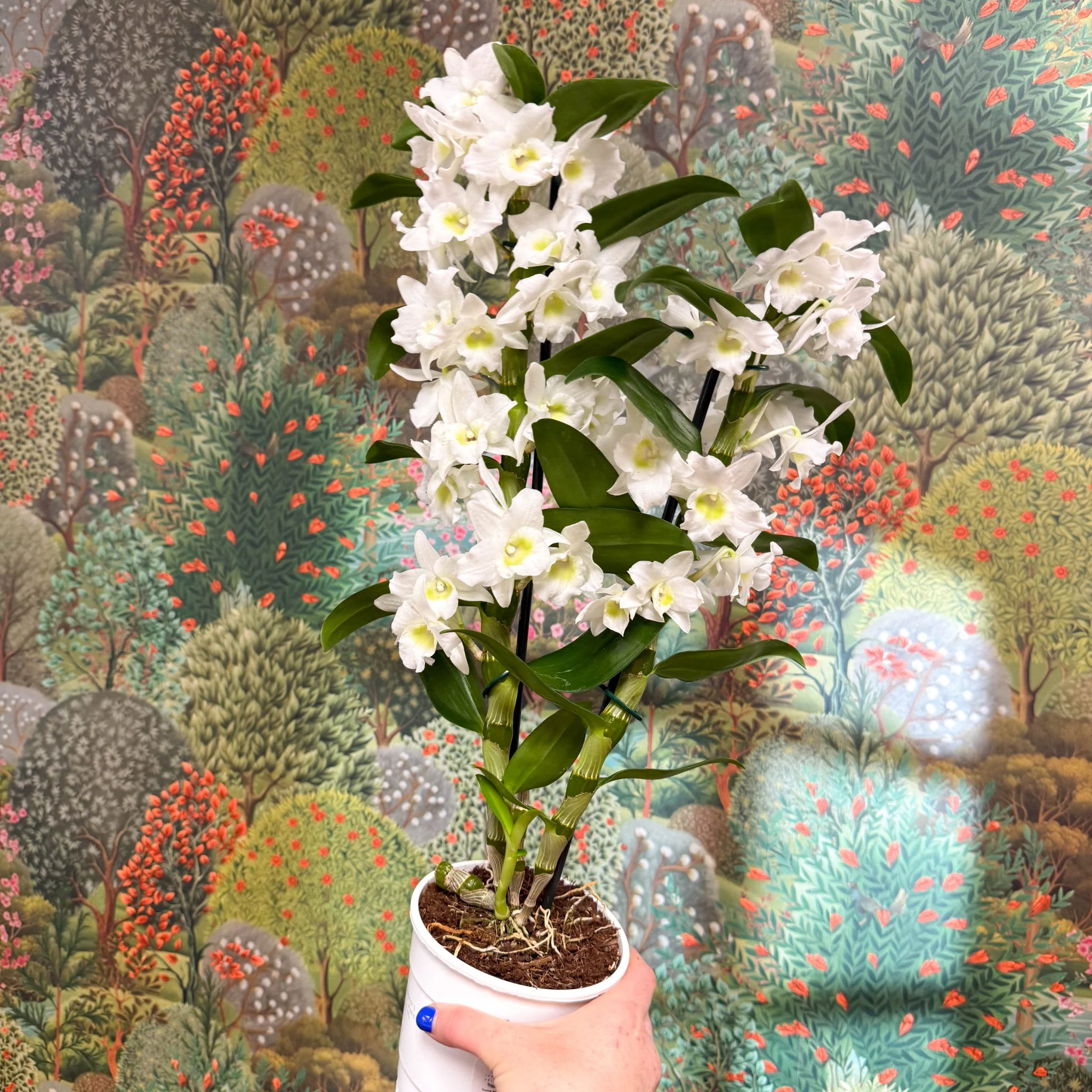 Dendrobium nobile - Noble Orchid - Image 6