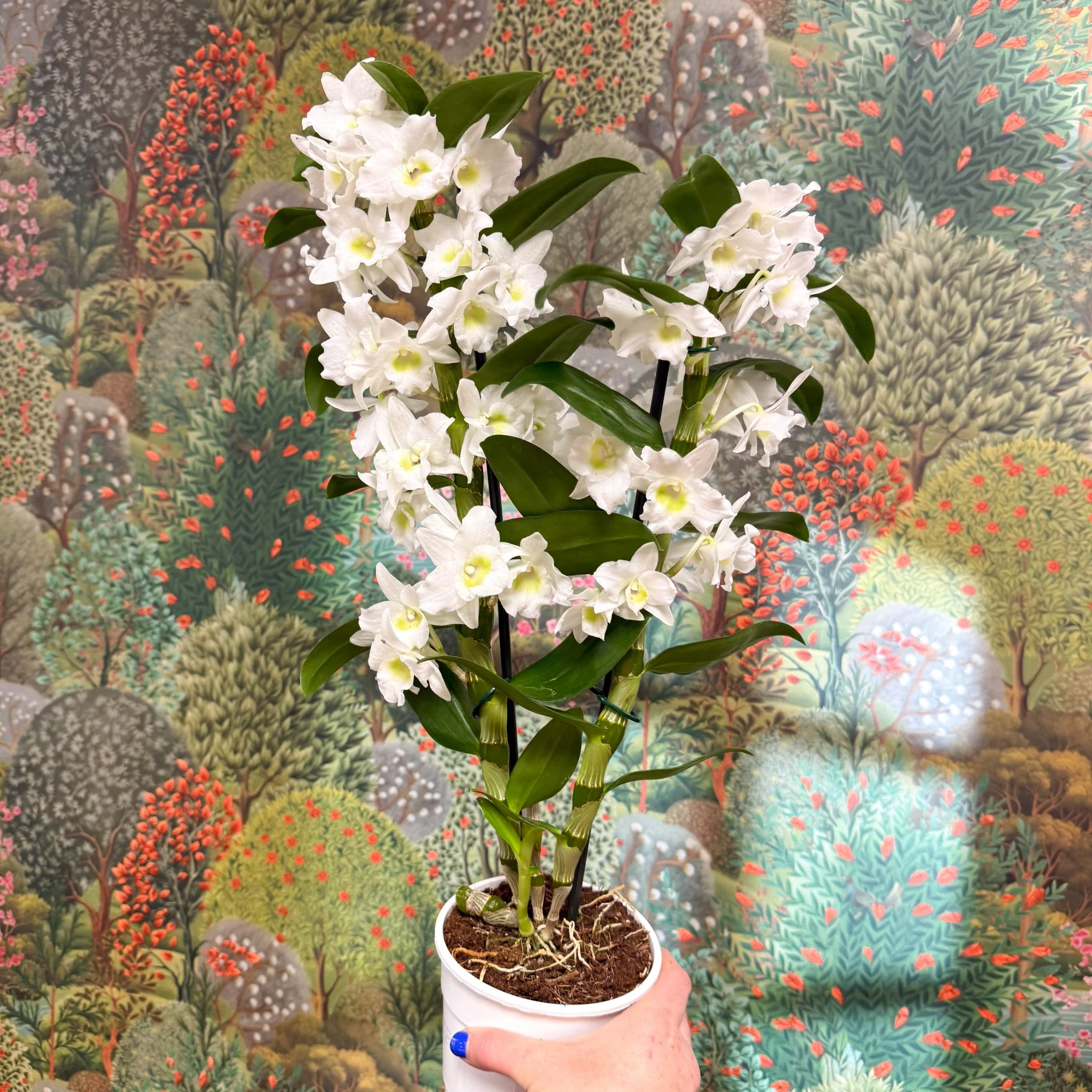 Dendrobium nobile - Noble Orchid - Image 7