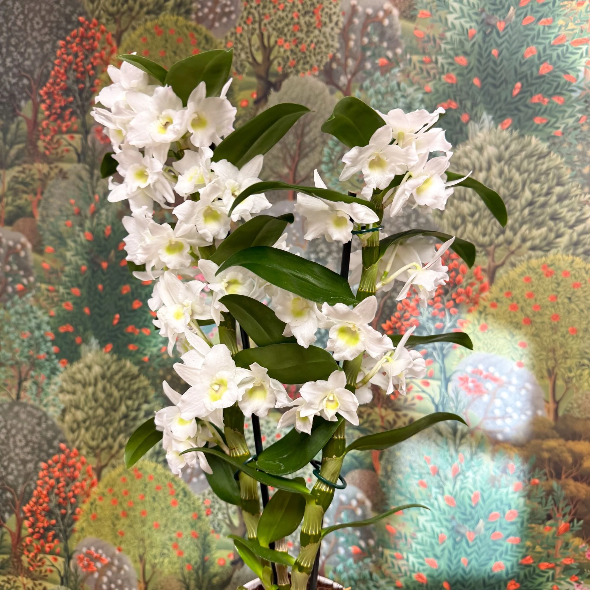 Dendrobium nobile - Noble Orchid - Image 8