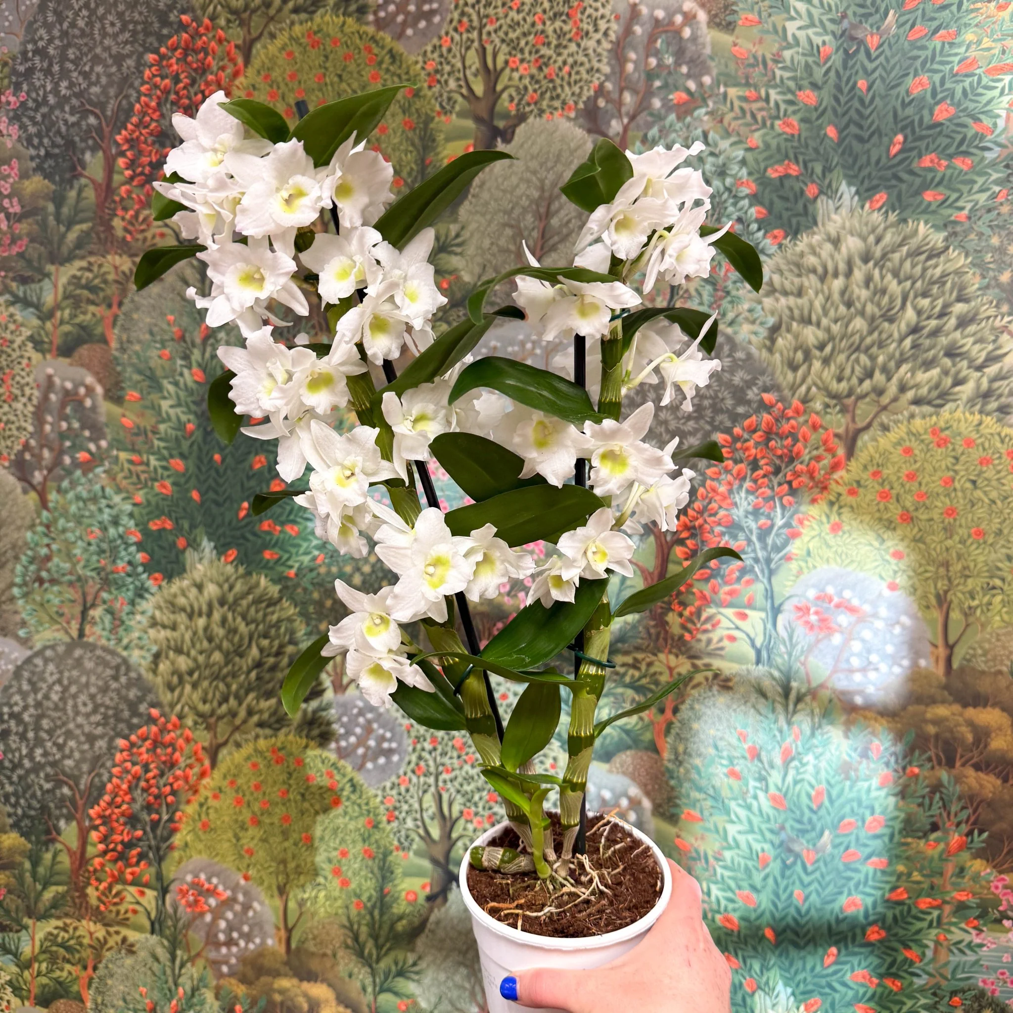 Dendrobium nobile - Noble Orchid - Image 9