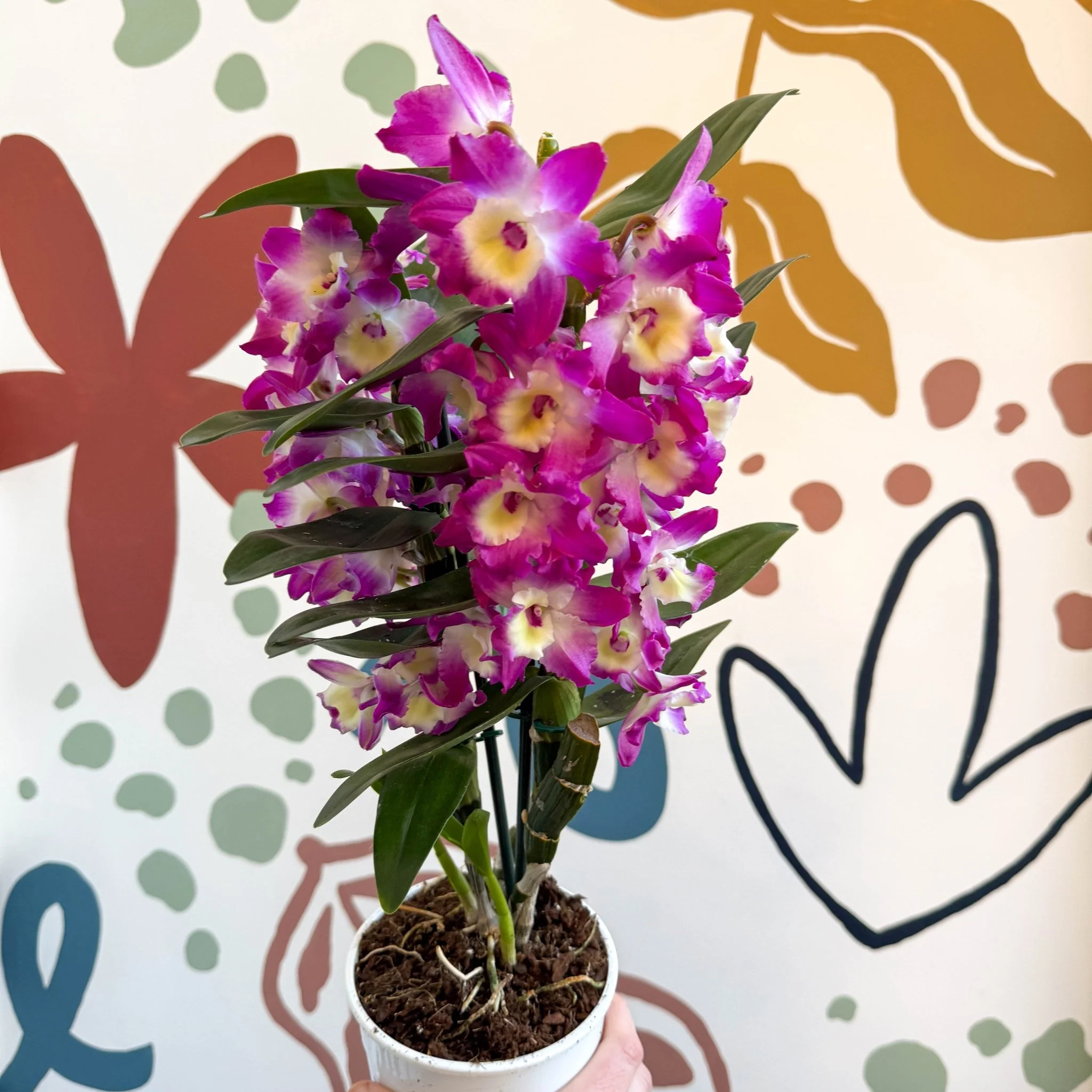 Dendrobium nobile 'Bouquet Purple Rain' - Noble Orchid - Image 10
