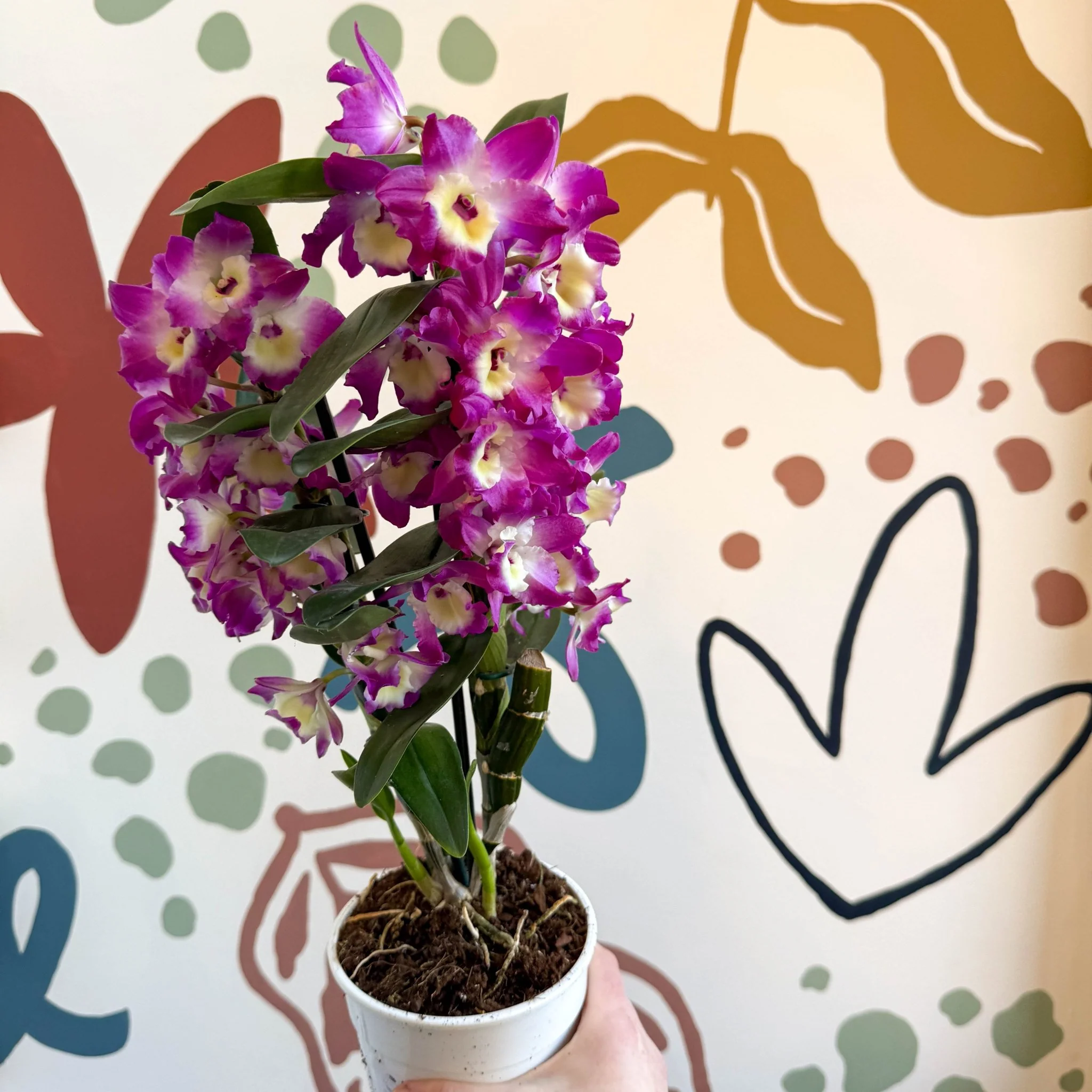 Dendrobium nobile 'Bouquet Purple Rain' - Noble Orchid - Image 11