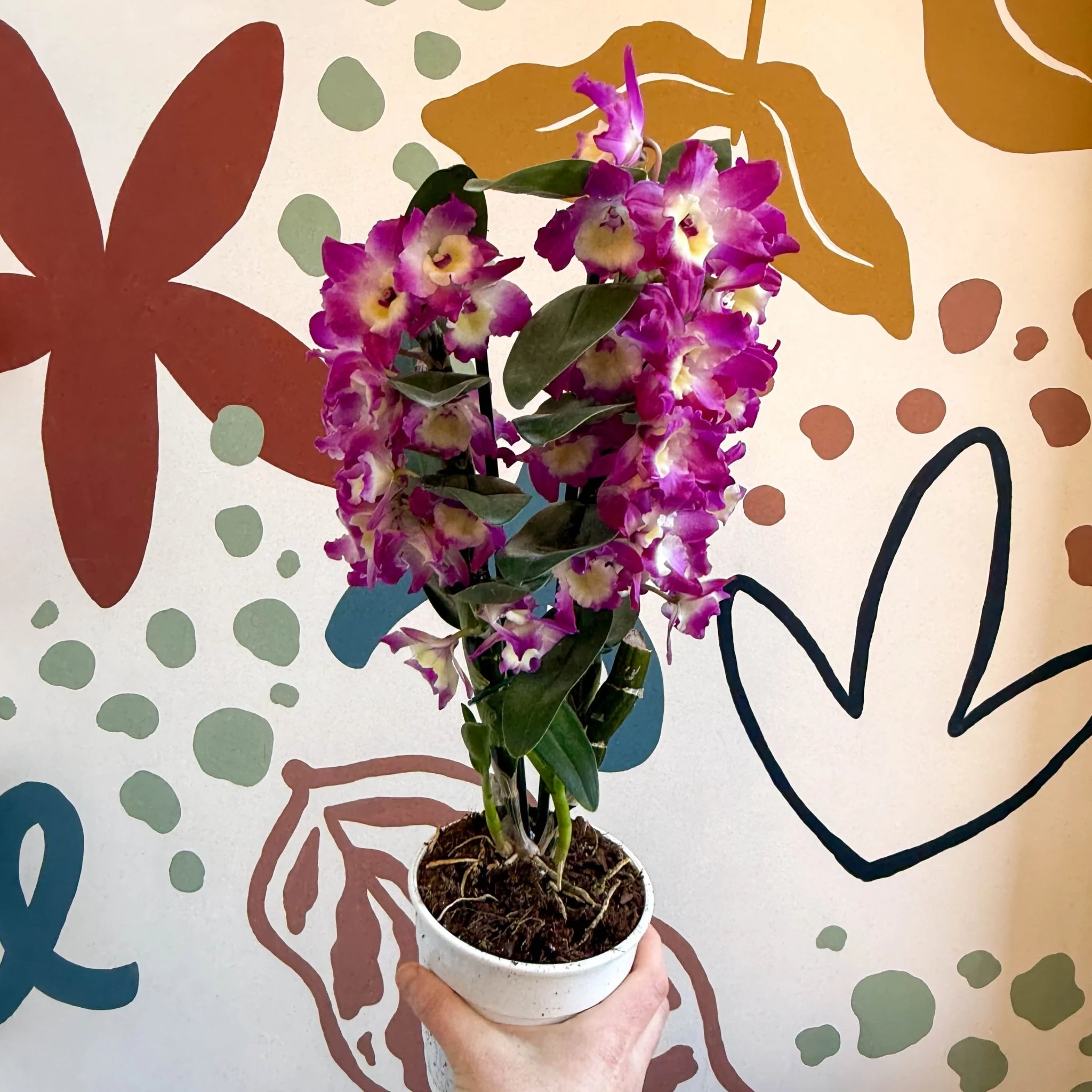 Dendrobium nobile 'Bouquet Purple Rain' - Noble Orchid - Image 12