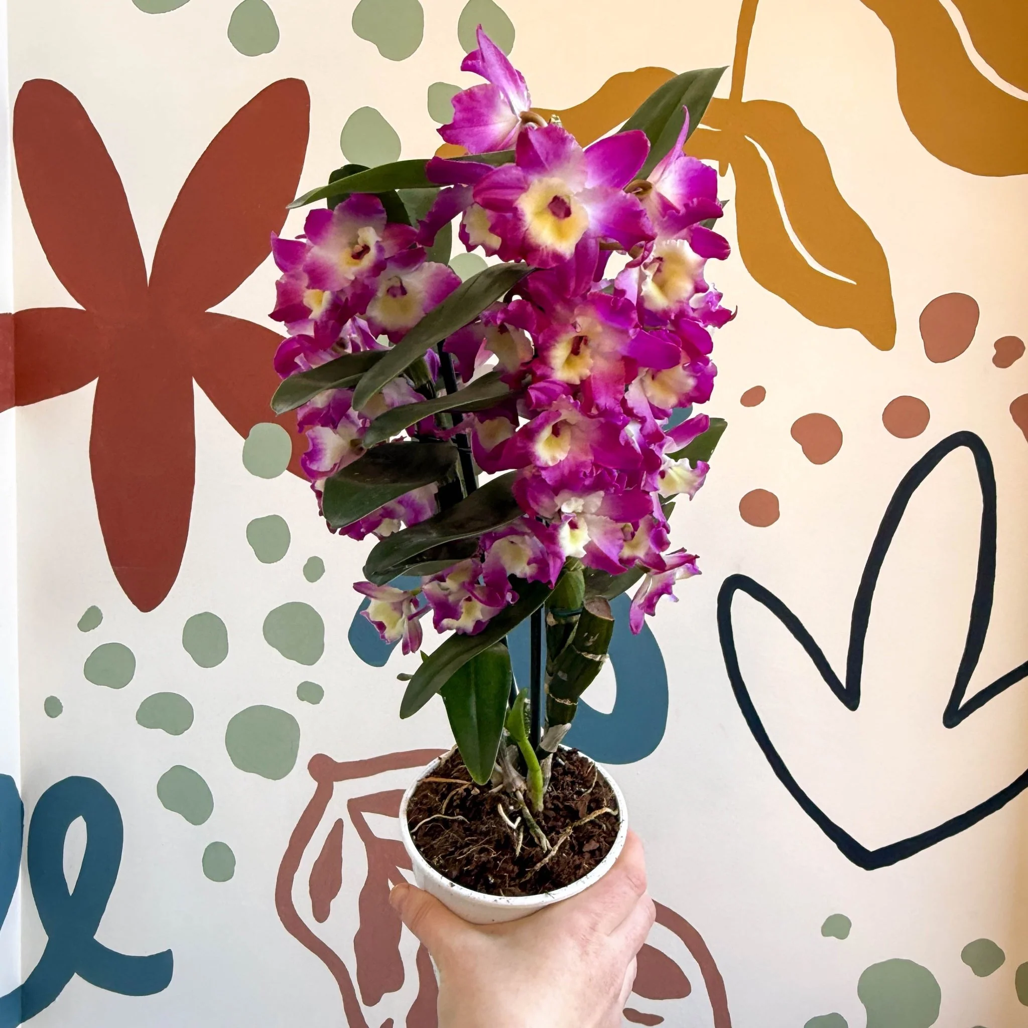 Dendrobium nobile 'Bouquet Purple Rain' - Noble Orchid - Image 13