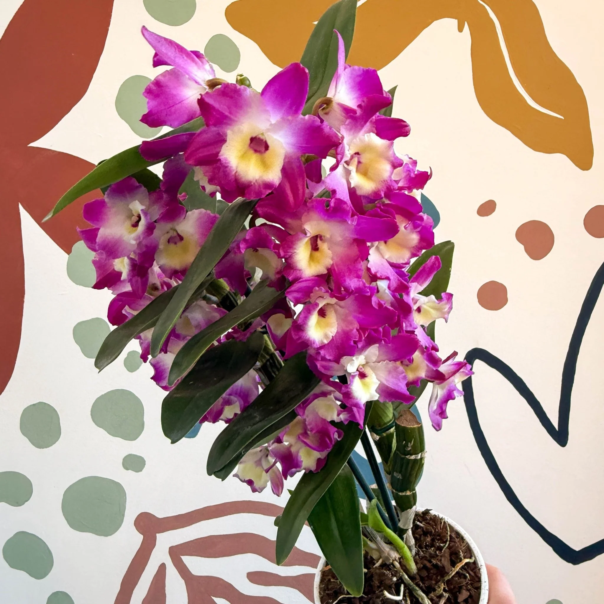 Dendrobium nobile 'Bouquet Purple Rain' - Noble Orchid - Image 14
