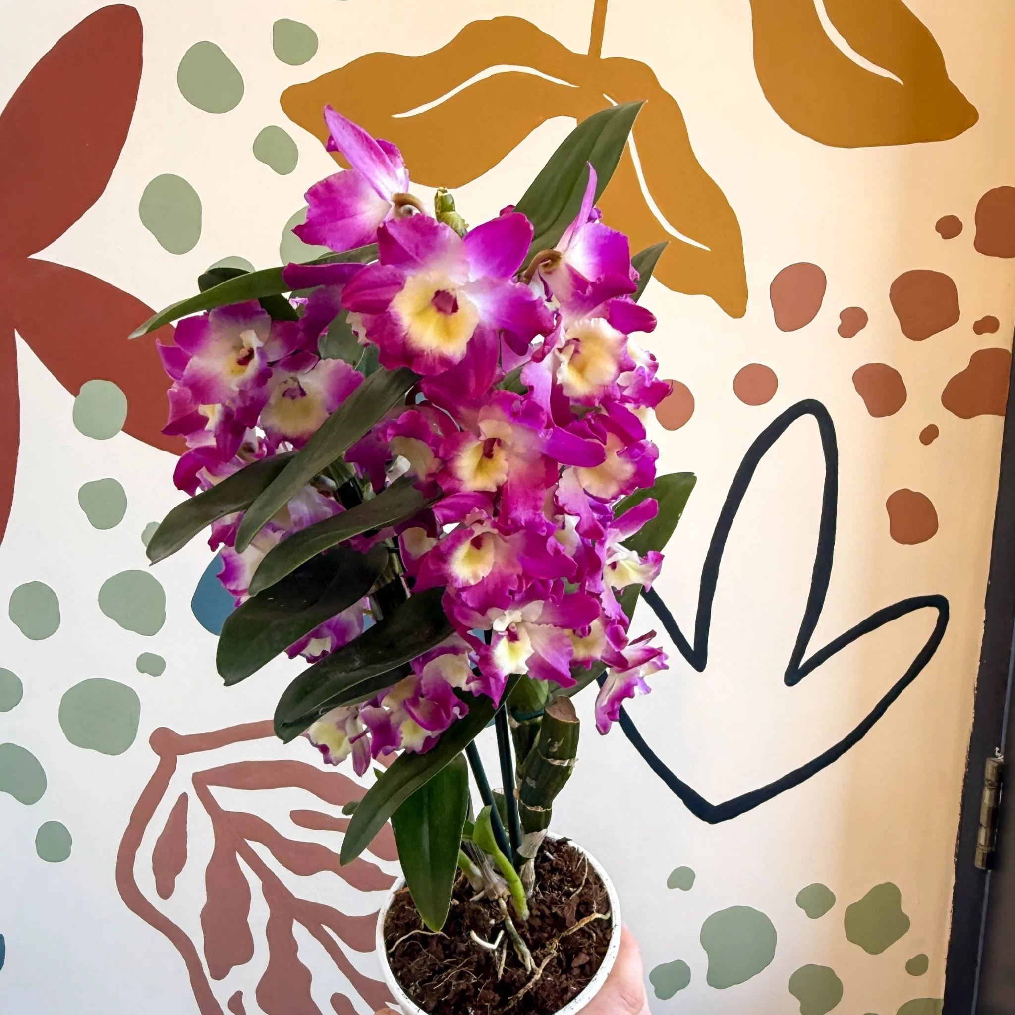 Dendrobium nobile 'Bouquet Purple Rain' - Noble Orchid - Image 3
