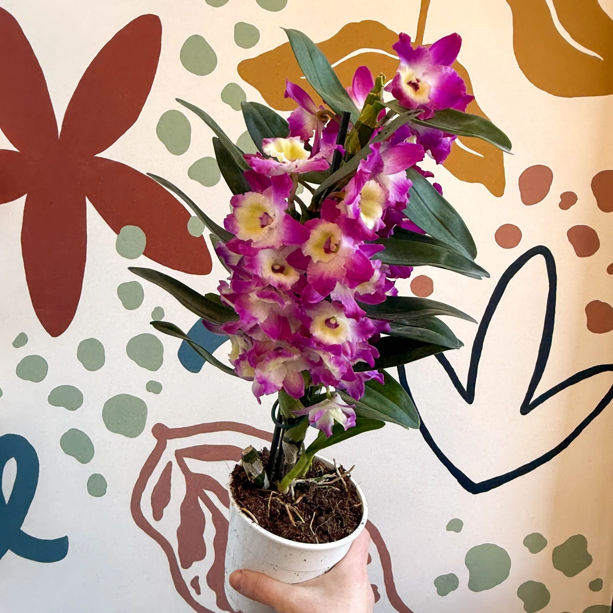 Dendrobium nobile 'Bouquet Purple Rain' - Noble Orchid - Image 4
