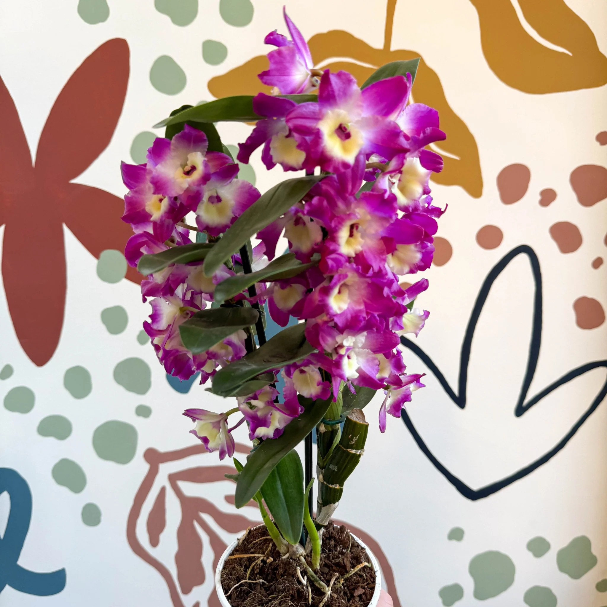 Dendrobium nobile 'Bouquet Purple Rain' - Noble Orchid - Image 7