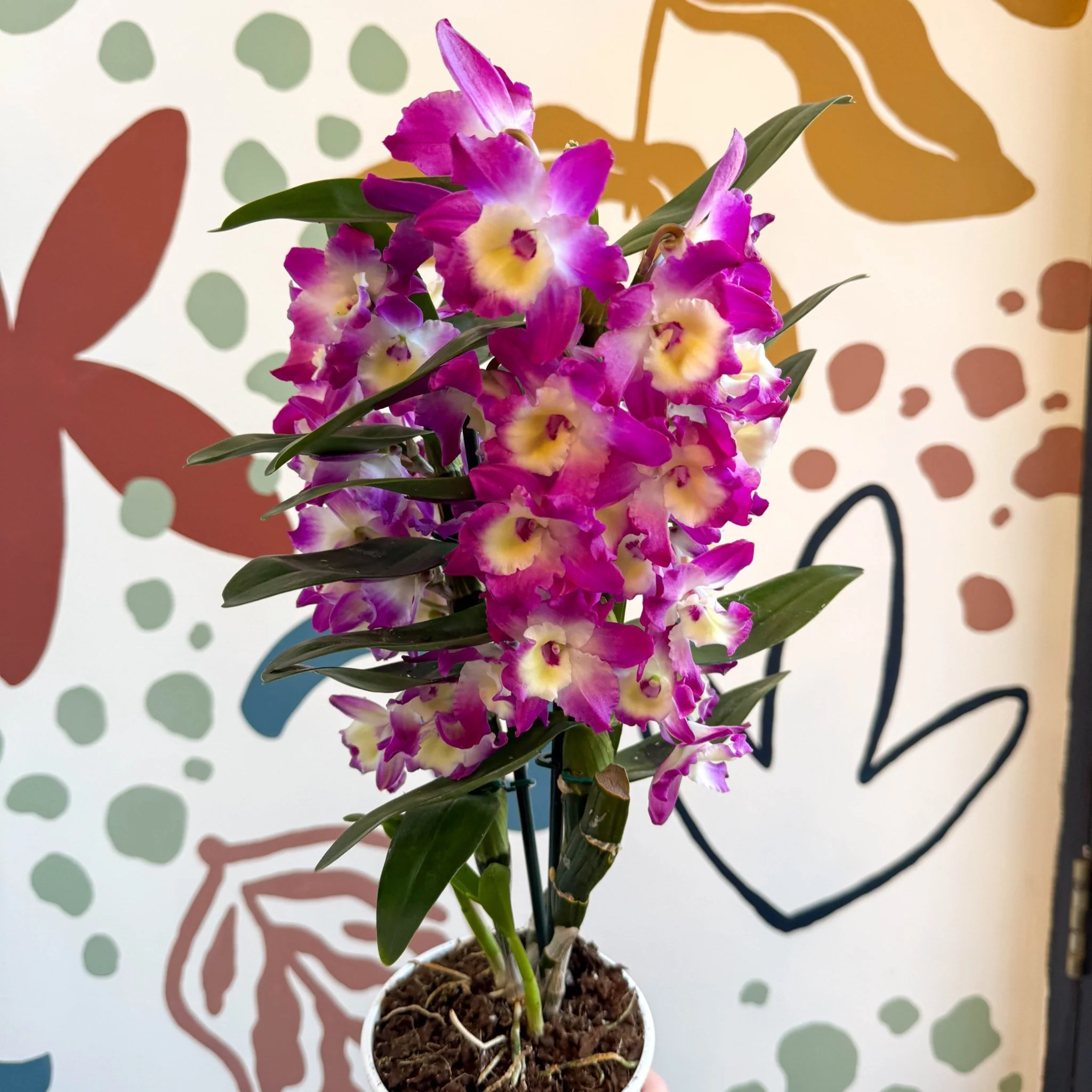 Dendrobium nobile 'Bouquet Purple Rain' - Noble Orchid - Image 9