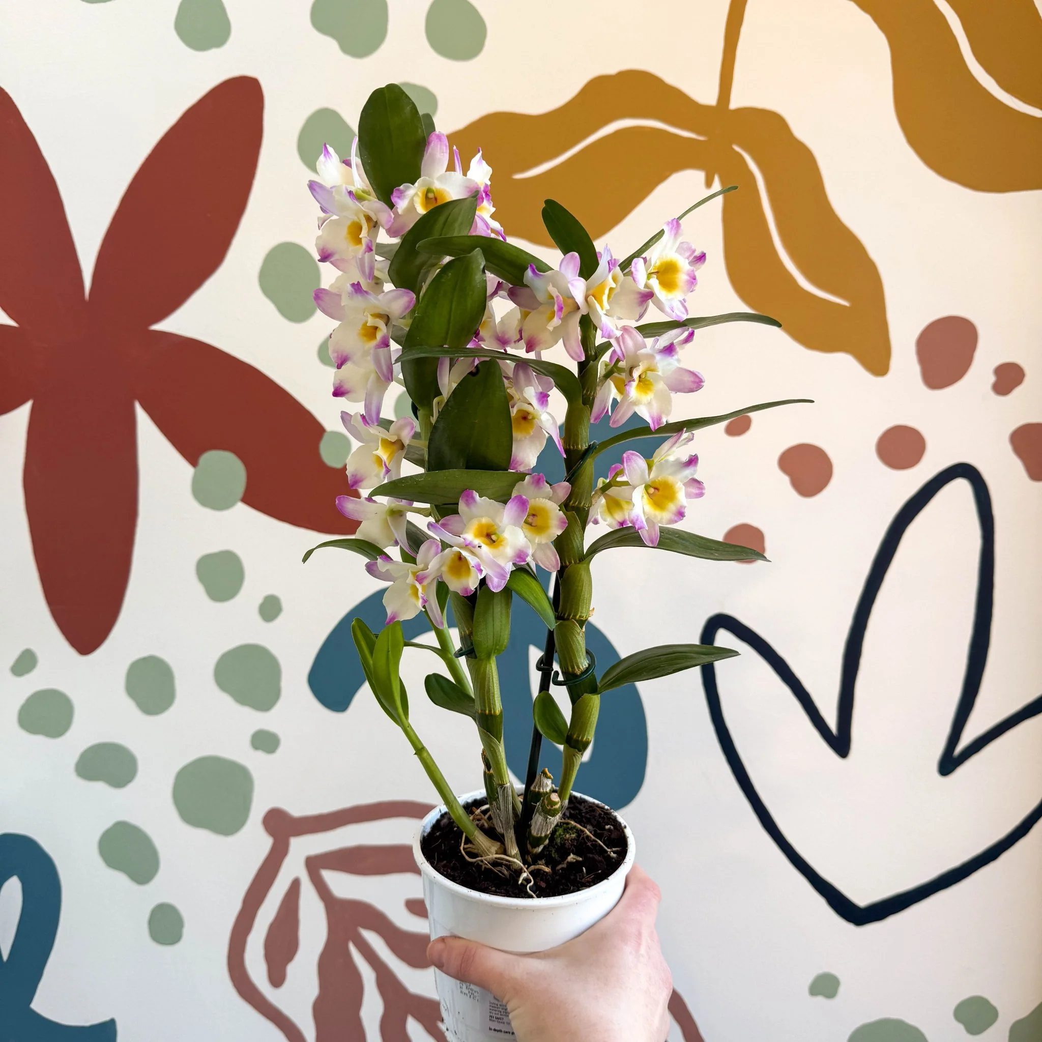 Dendrobium nobile 'Bright Eyes' - Noble Orchid - Image 10