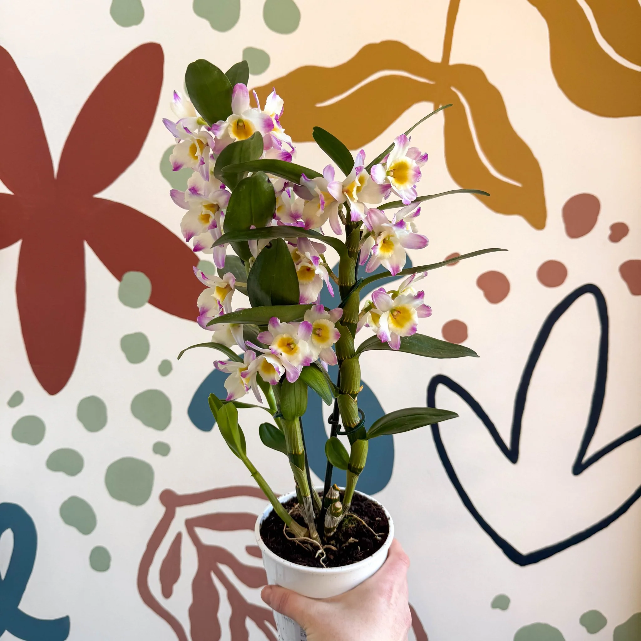 Dendrobium nobile 'Bright Eyes' - Noble Orchid - Image 2
