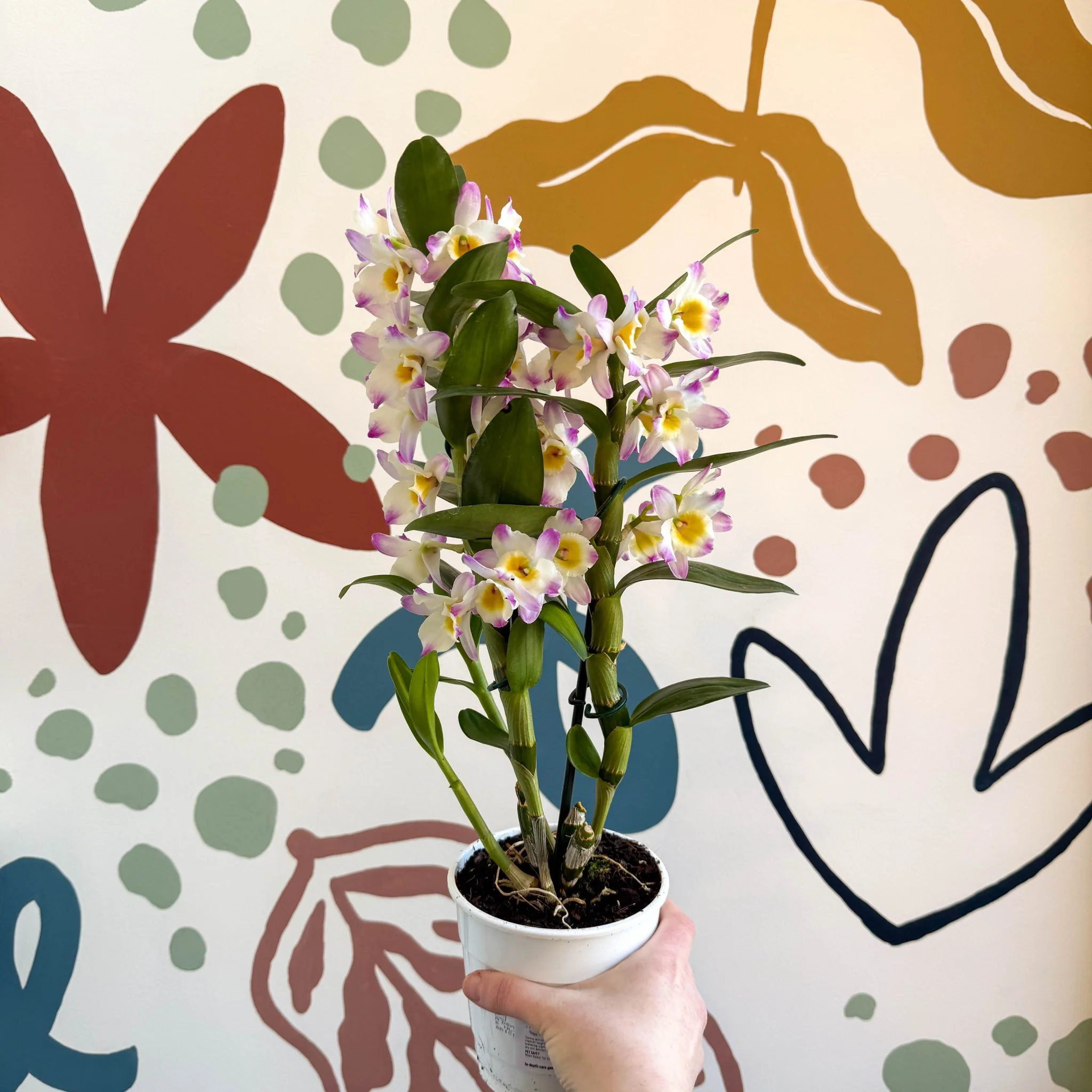 Dendrobium nobile 'Bright Eyes' - Noble Orchid - Image 3