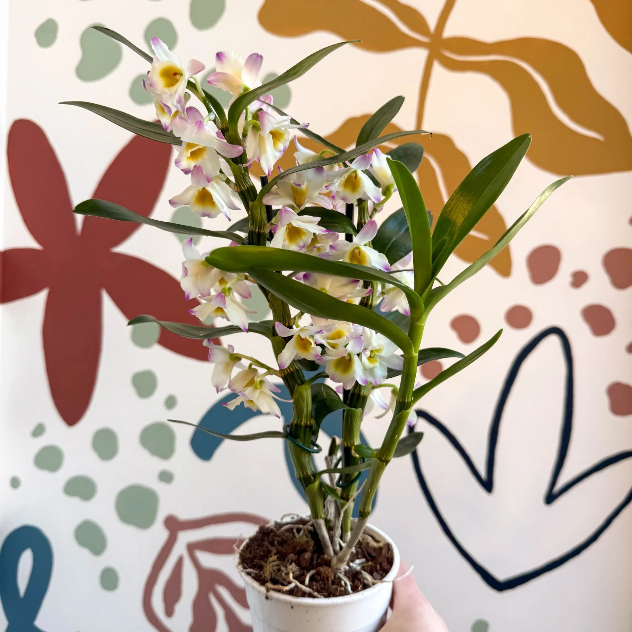Dendrobium nobile 'Kumiko' - Noble Orchid