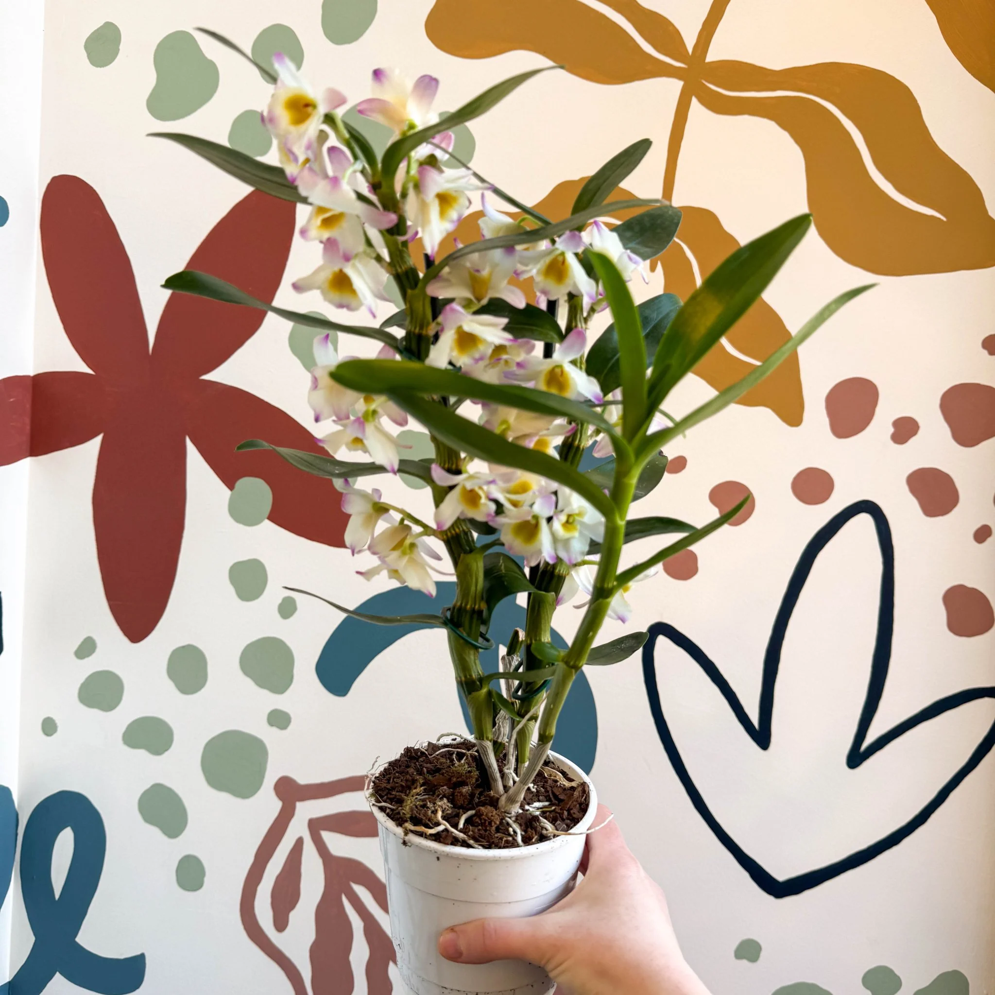 Dendrobium nobile 'Kumiko' - Noble Orchid - Image 2