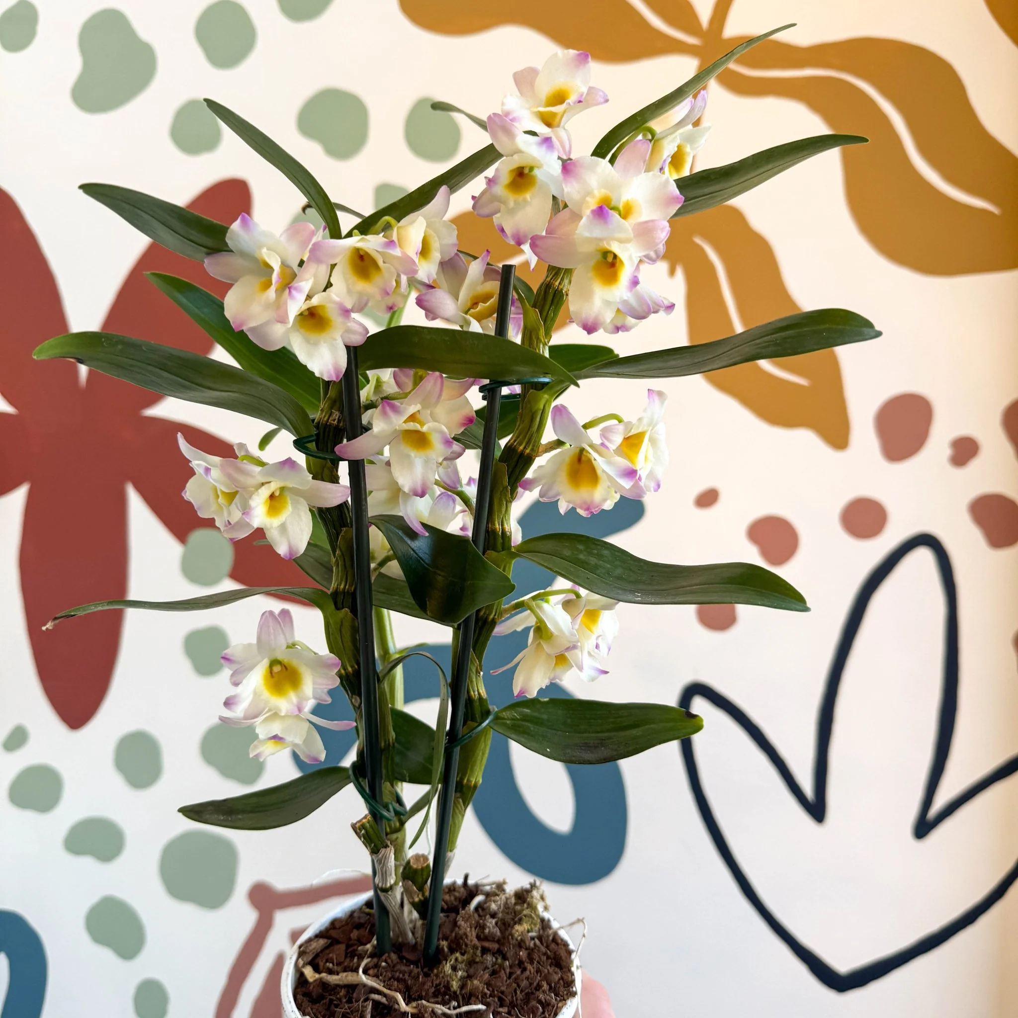 Dendrobium nobile 'Kumiko' - Noble Orchid - Image 4