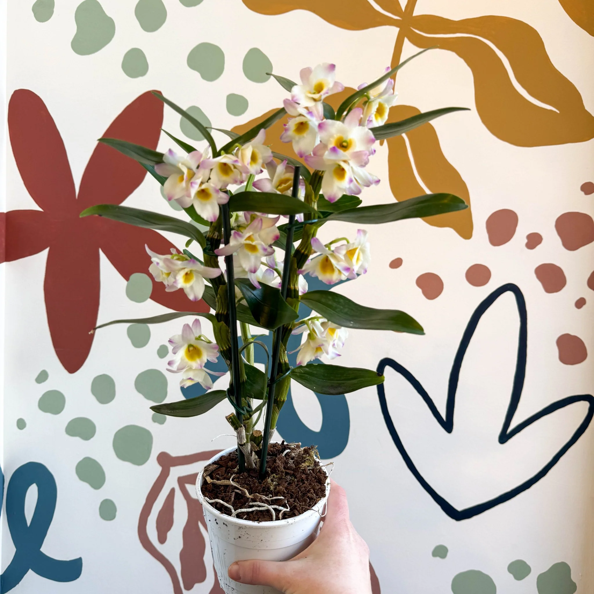 Dendrobium nobile 'Kumiko' - Noble Orchid - Image 5