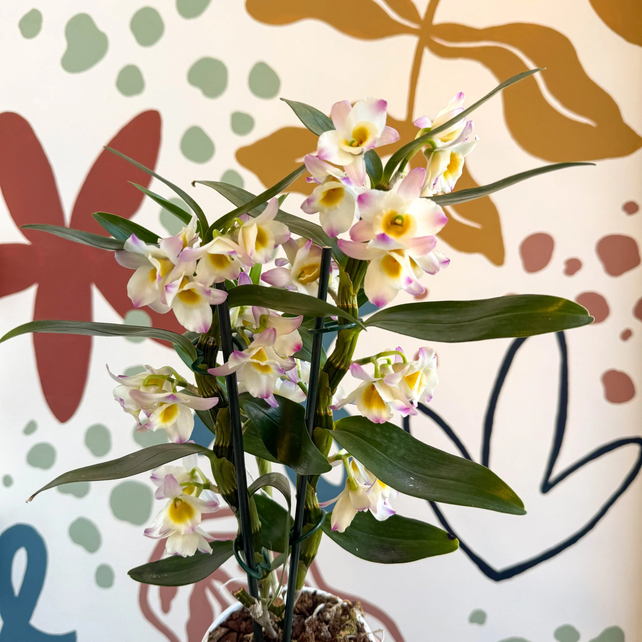 Dendrobium nobile 'Kumiko' - Noble Orchid - Image 7