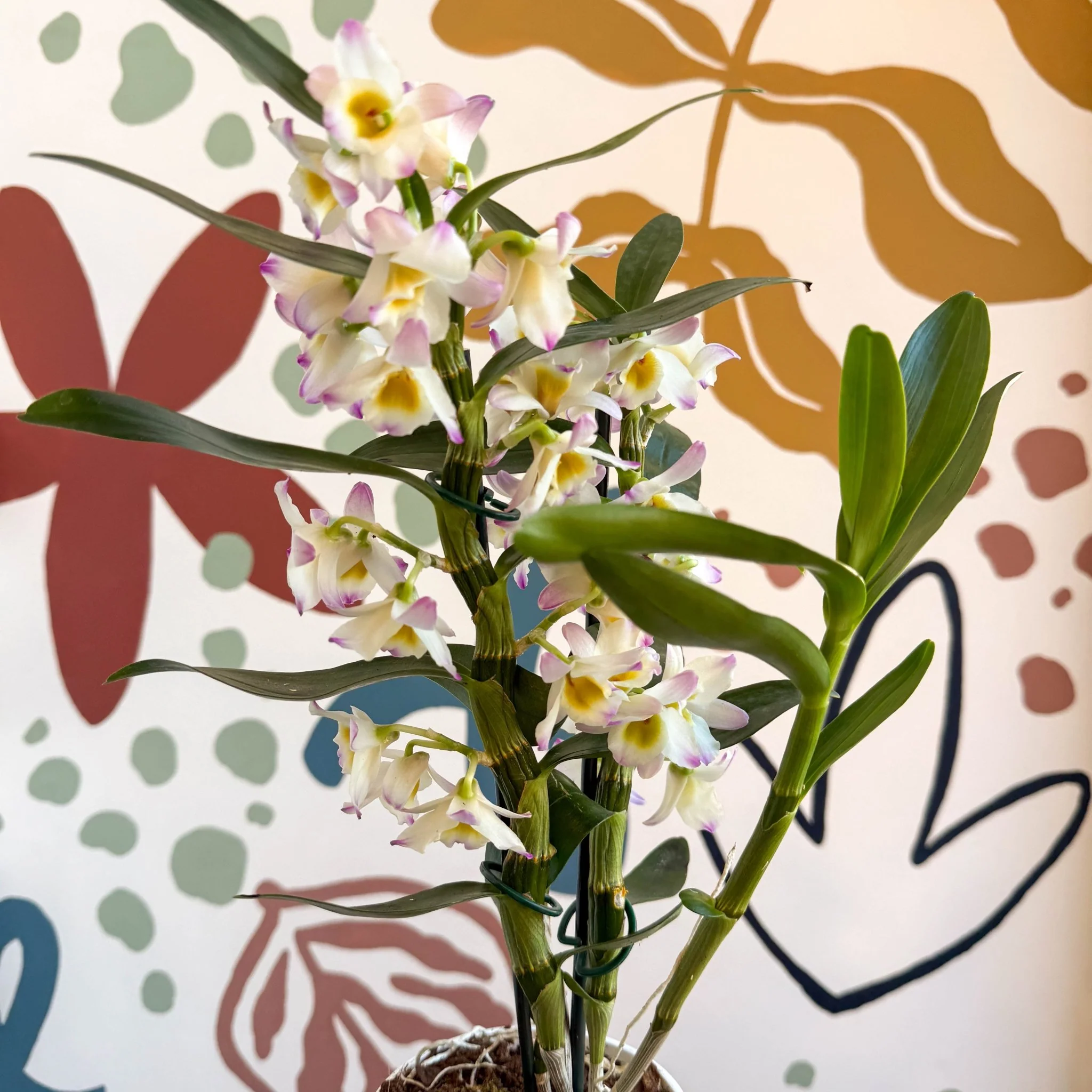 Dendrobium nobile 'Kumiko' - Noble Orchid - Image 8