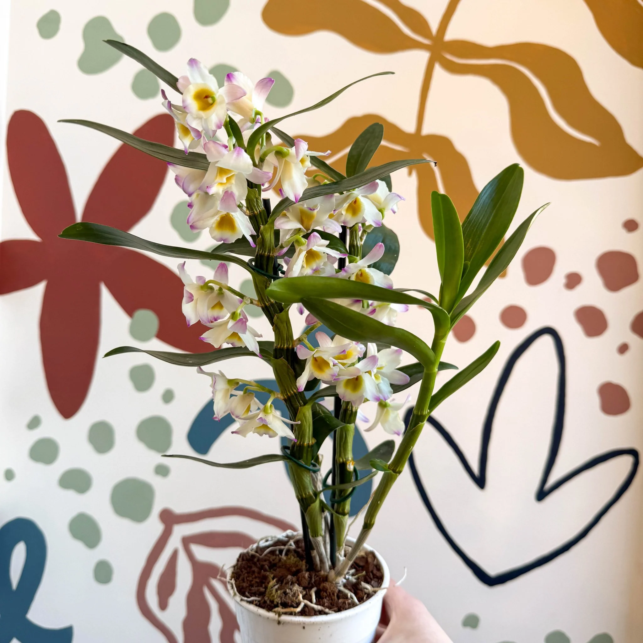 Dendrobium nobile 'Kumiko' - Noble Orchid - Image 9