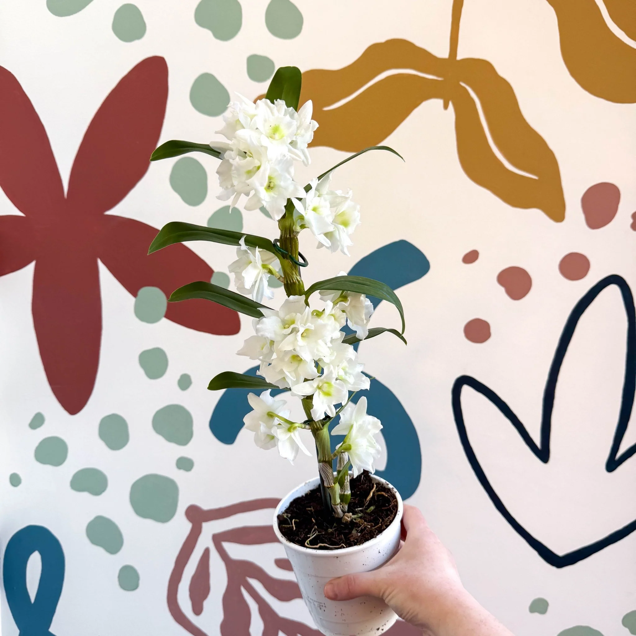 Dendrobium nobile 'Spring Dream Star Class Apollon' - White Noble Orchid