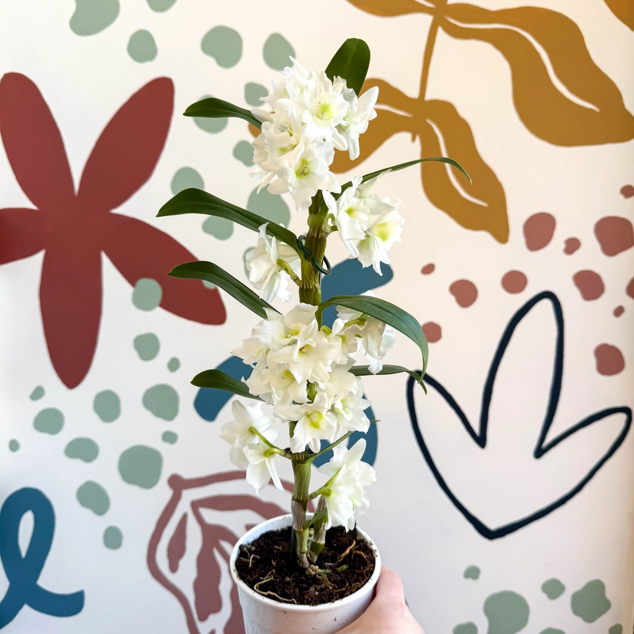 Dendrobium nobile 'Spring Dream Star Class Apollon' - White Noble Orchid - Image 10