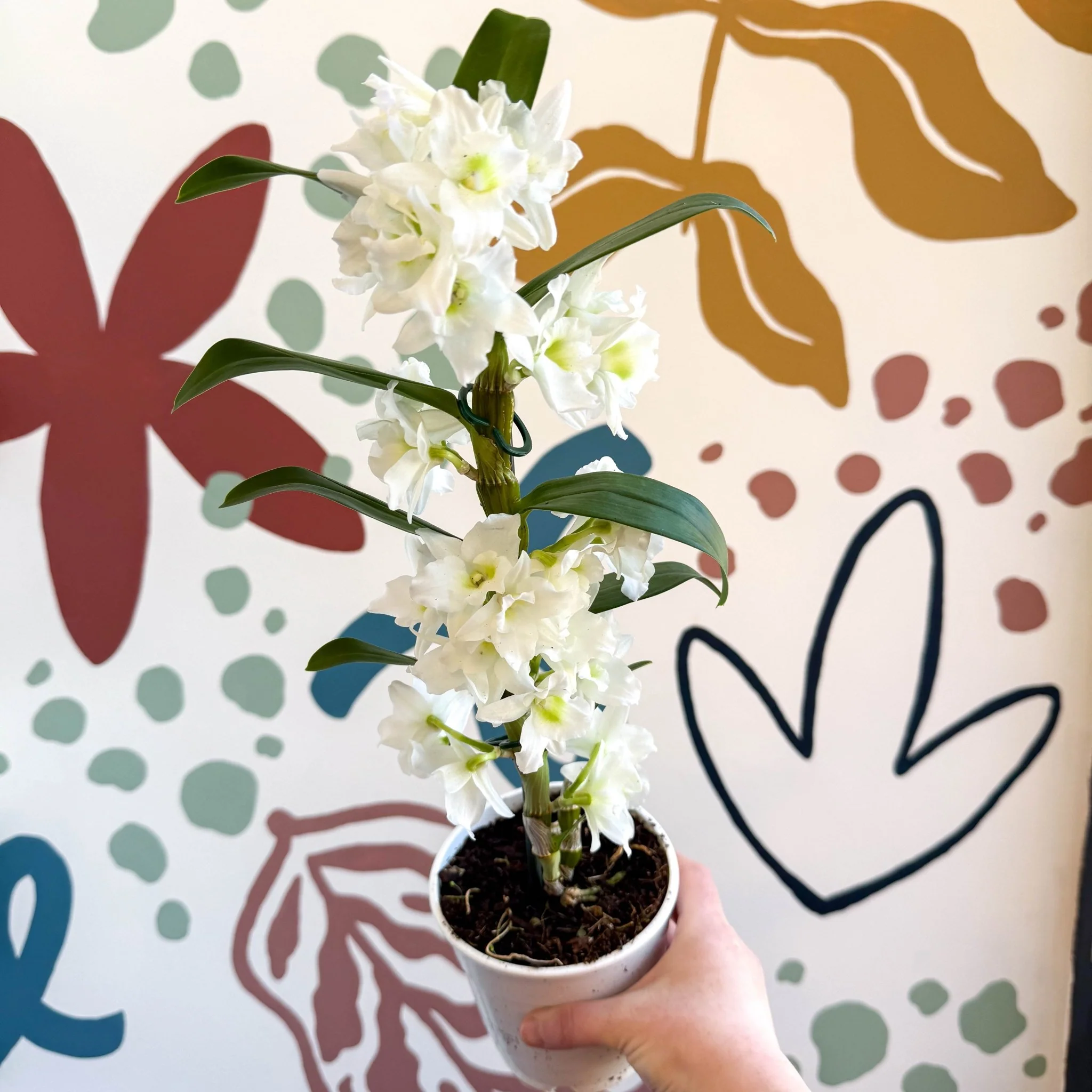 Dendrobium nobile 'Spring Dream Star Class Apollon' - White Noble Orchid - Image 11