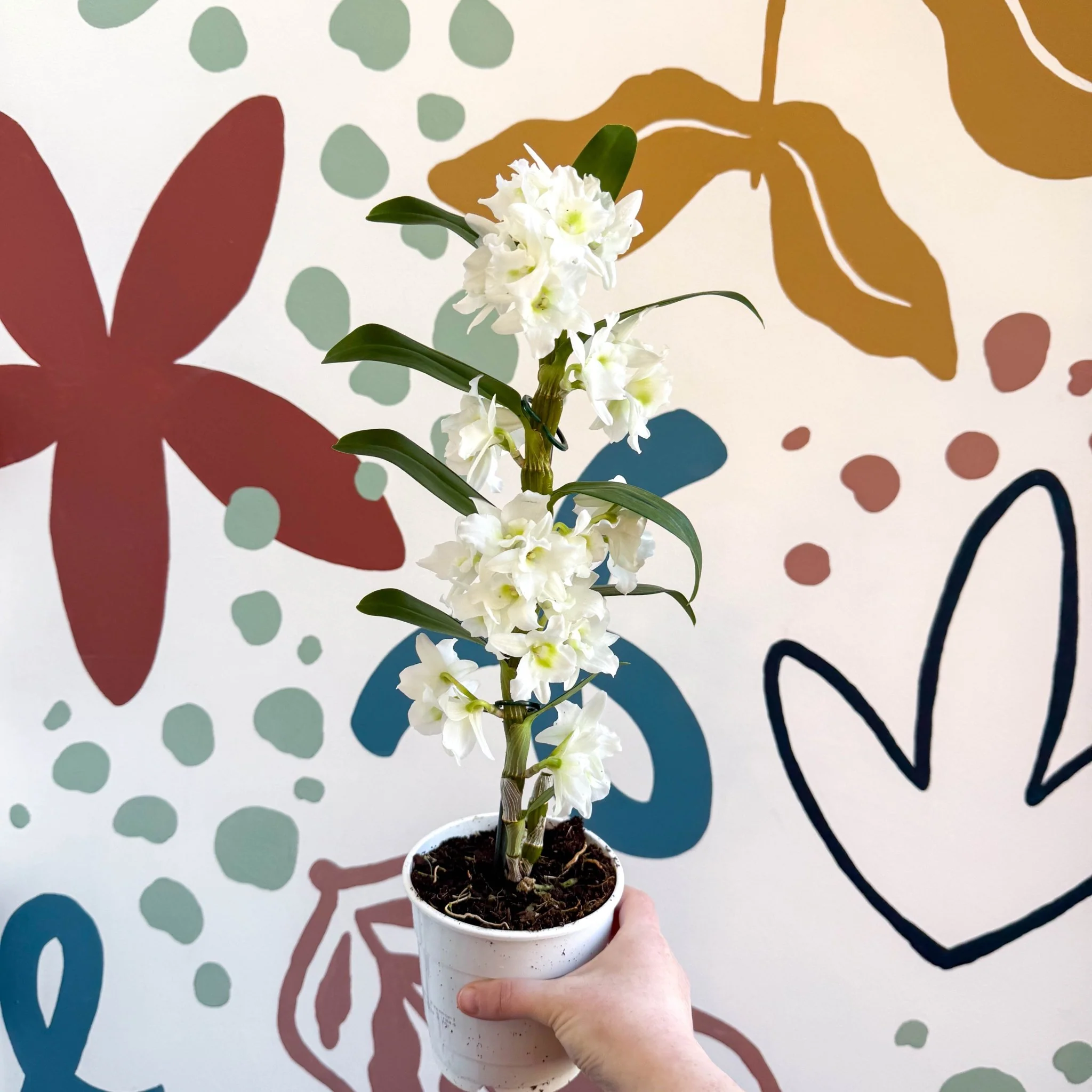Dendrobium nobile 'Spring Dream Star Class Apollon' - White Noble Orchid - Image 2